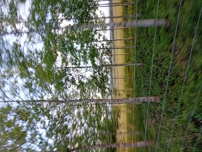 This image presents a motion-blurred outdoor scene within Naro Moru, Kenya, depicting a rural or semi-rural environment. The foreground is dominated by a multi-strand wire fence, extending horizontally across the lower third of the frame and exhibiting significant motion blur. Behind the fence, a linear arrangement of slender trees with light-colored trunks stands against a backdrop of heavily blurred green foliage. The ground beneath the trees is covered in green grass, also showing motion blur. In the midground and background, beyond the trees, a lighter, yellowish-green field extends horizontally towards a pale, overcast or hazy sky. No individuals, animals, or additional man-made structures are visible. The overall impression is a natural landscape viewed from a moving vantage point during daylight hours.