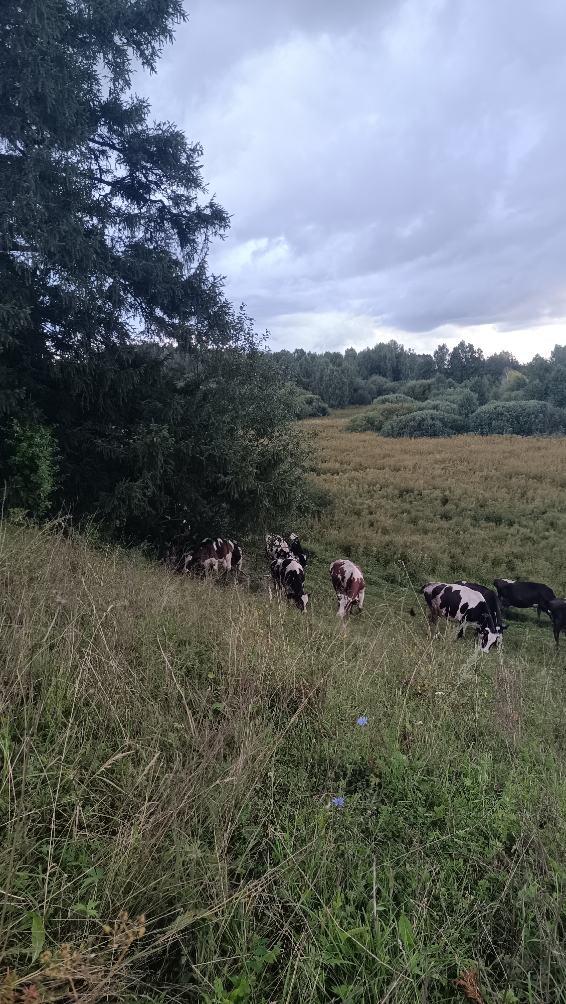 This is a full shot, taken from a low angle, of a herd of cows grazing in a field under a cloudy sky. The cows, some black and white and others brown and white, are scattered across the foreground and midground of the image. Some are actively grazing, while others appear to be resting. In the foreground, tall, dry grass dominates, interspersed with patches of green vegetation and a few small blue wildflowers. Behind the cows, the field transitions to a more muted, tawny color, suggesting it may be dry hay or another type of forage. A dense line of trees forms the background, with darker green foliage characteristic of a forest. To the far left of the frame, a large evergreen tree with dark needles provides a strong vertical element. The sky is overcast with a palette of grays and whites, indicating a potentially overcast or impending stormy day. The overall scene is pastoral and rural, with no indication of urban development or the city of Karsha, Russia.