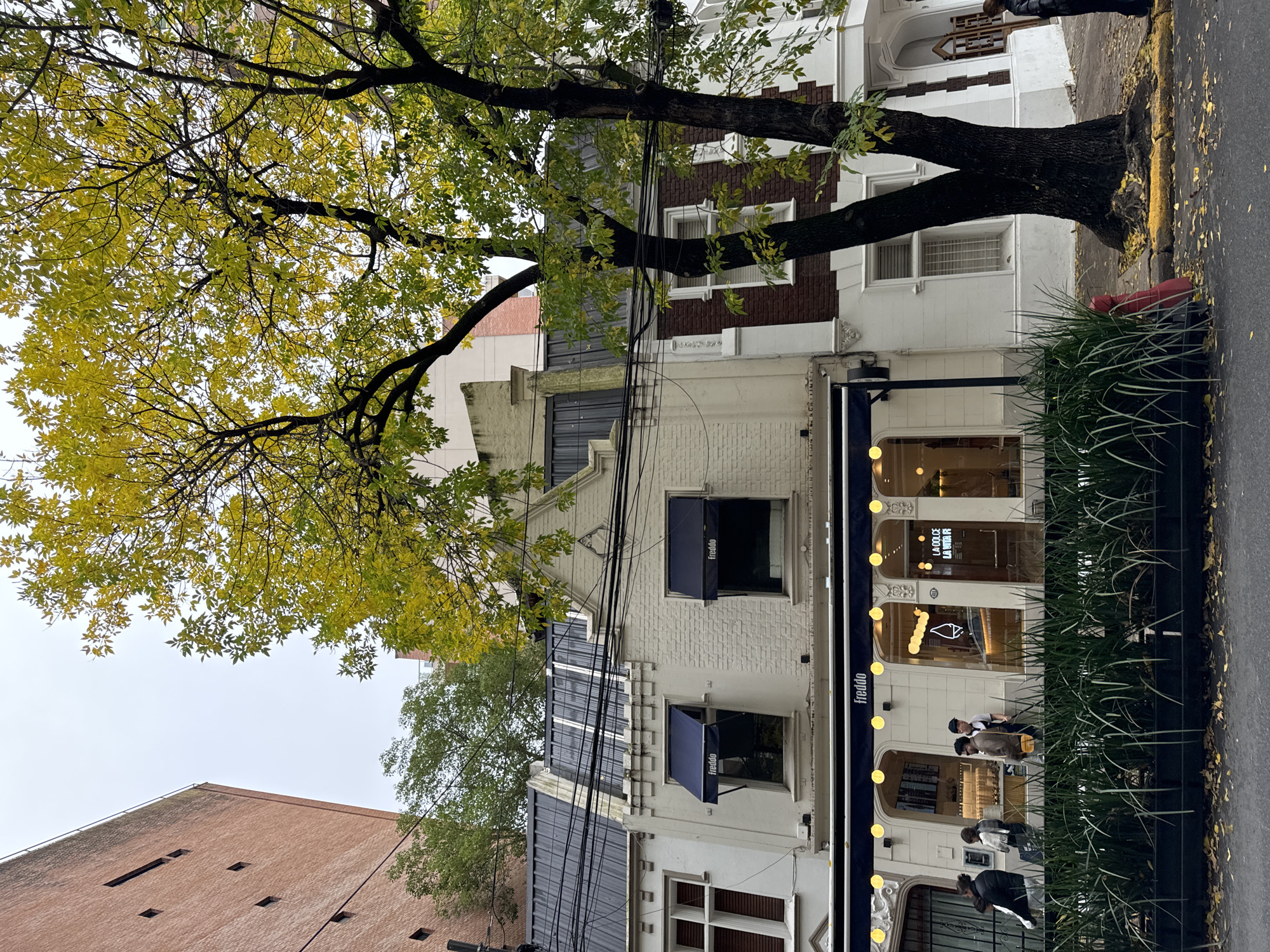 The image captures a street scene in Buenos Aires, Argentina. A large tree with yellowing leaves dominates the left side of the frame. To the right, a building houses a "freddo" gelato shop. Patrons are visible in front of the shop. The building has a white facade with blue awnings above some windows. Electrical wires are strung across the building. A brick building is visible on the left side. The sidewalk has fallen leaves. A black rectangular planter with tall grasses is placed next to the shop.