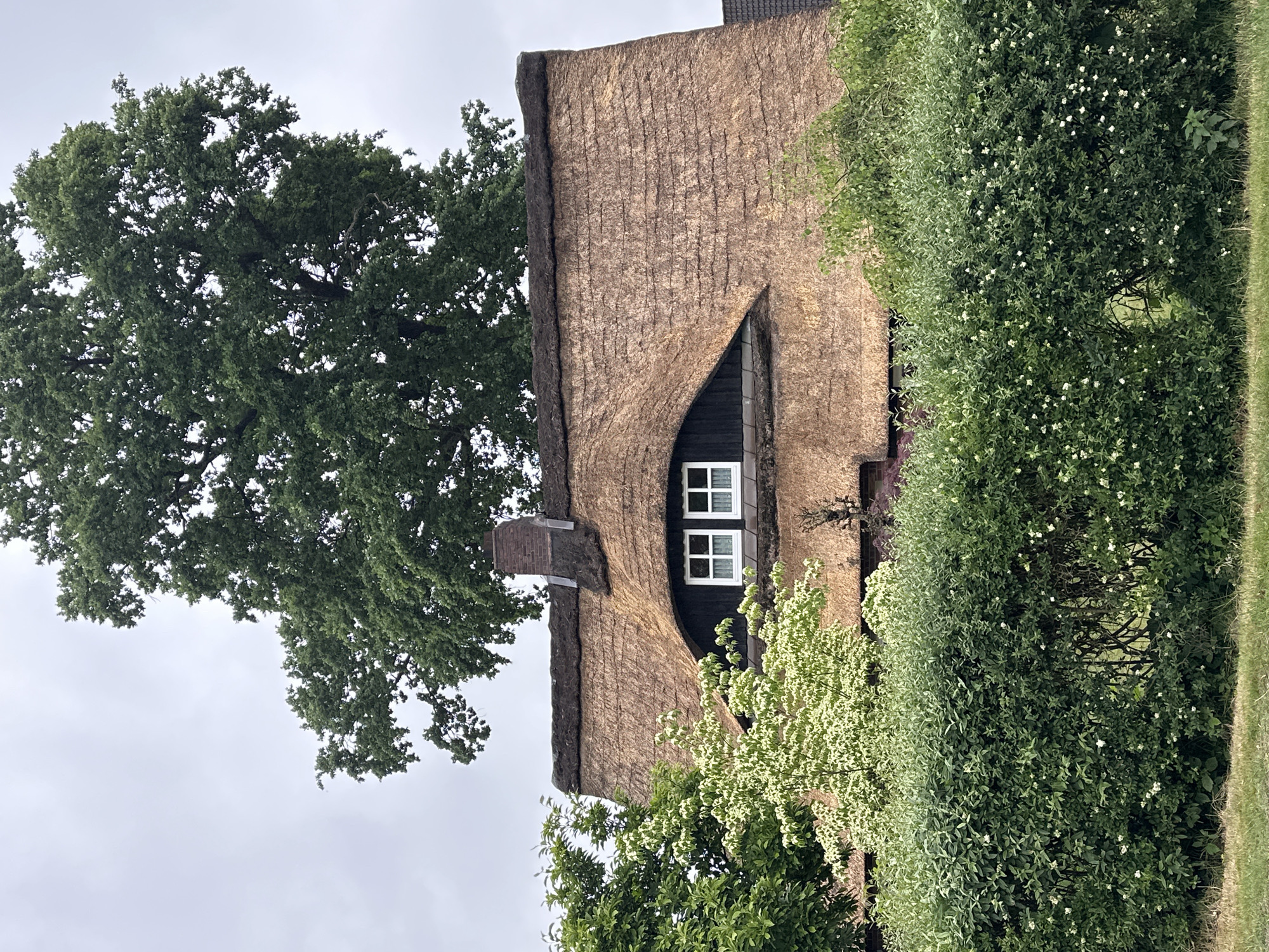 The image depicts a rural residence in Deinste, Germany, featuring a distinct thatched roof structure under an overcast sky. The prominent subject is a house with a thick, rounded, golden-brown thatched roof, characterized by horizontal layering of straw. A notable architectural feature is an "eyelid" dormer window situated centrally on the roof, encased in dark wood or siding, containing two white-framed windows, each divided into multiple panes. A brick chimney, reddish-brown in color, rises from the left side of the roof's ridge.
Above and behind the house, a large deciduous tree with dense, dark green foliage occupies a significant portion of the upper frame, extending into the light grey, uniform sky. To the immediate left of the house, a smaller tree with vibrant green leaves is visible. In front of the dormer window and partially obscuring the lower roofline, a shrub or small tree displays lighter green leaves and numerous small white blossoms.
The lower section of the house is largely concealed by a dense, manicured hedge composed of dark green foliage, interspersed with small white flowers. A narrow gap or opening is present in the center of the hedge. The foreground consists of natural grass. No individuals or discernible actions are present in the scene.