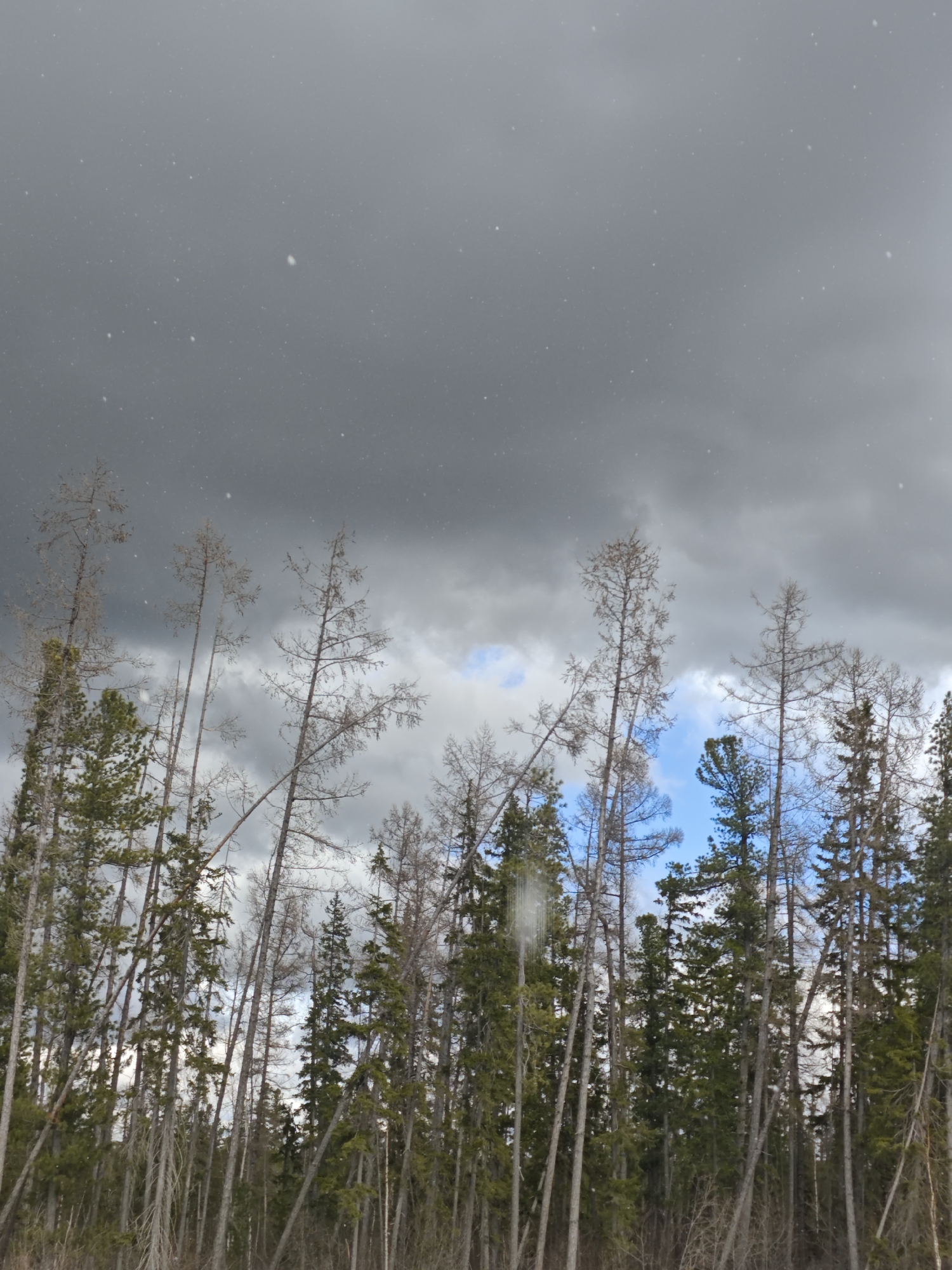 The image depicts a dense forest under an overcast sky. The treeline is dominated by tall, thin coniferous trees with sparse foliage, some appearing bare. A mix of dark green and bare branches suggests a transition between seasons. The sky is heavily clouded with a small patch of blue visible in the center. Fine, white specks, possibly snow or rain, are scattered throughout the scene. The location is unknown and cannot be determined from the visual information. There are no people or other discernible subjects in the image.