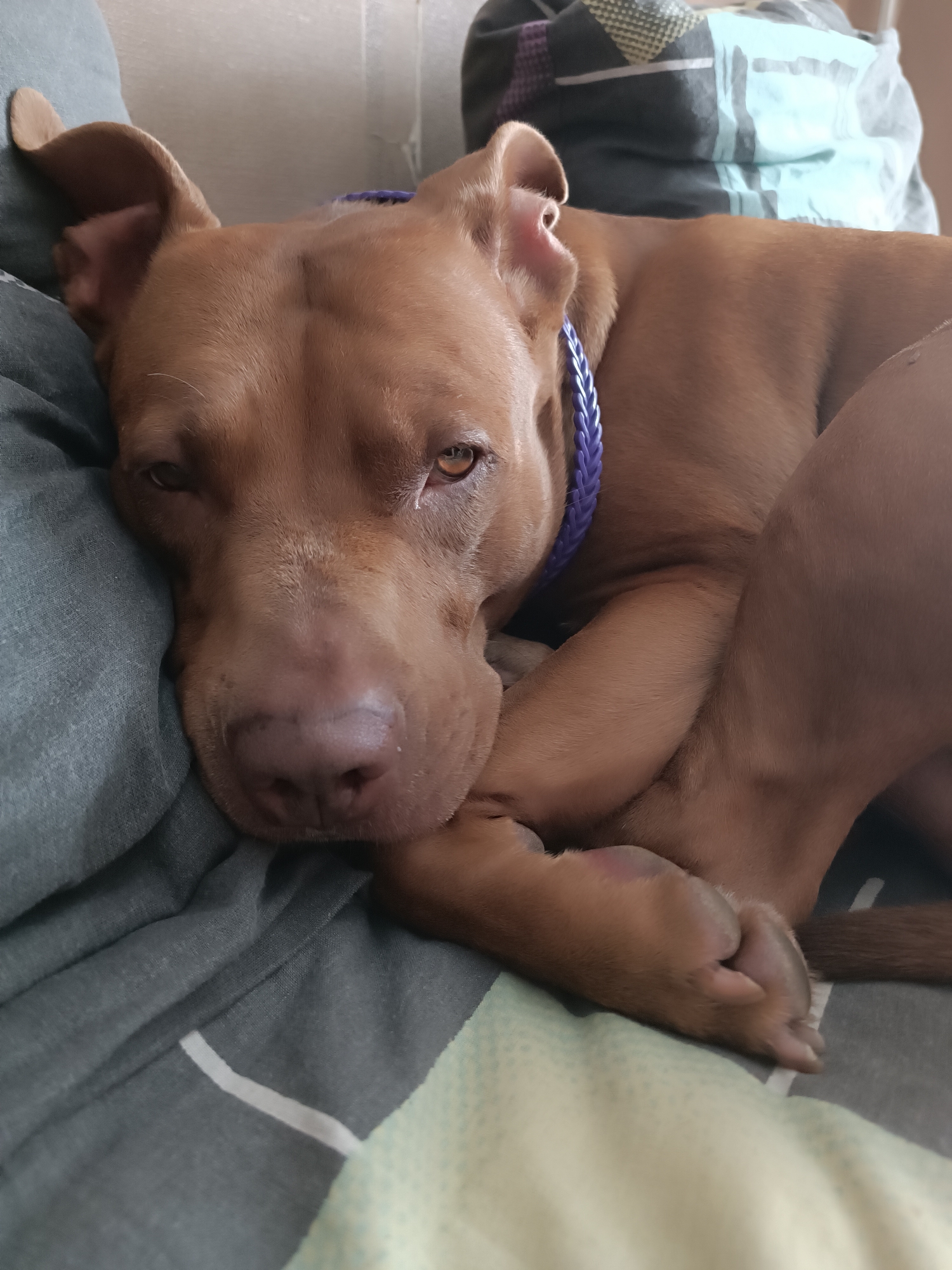 A brown pit bull dog with floppy ears and a purple braided collar rests its head on a gray, textured surface. The dog's eyes are open and looking forward. In the background, a blurred comforter with a geometric pattern of blue, black, and white is visible. The scene is indoors, on a bed or sofa.