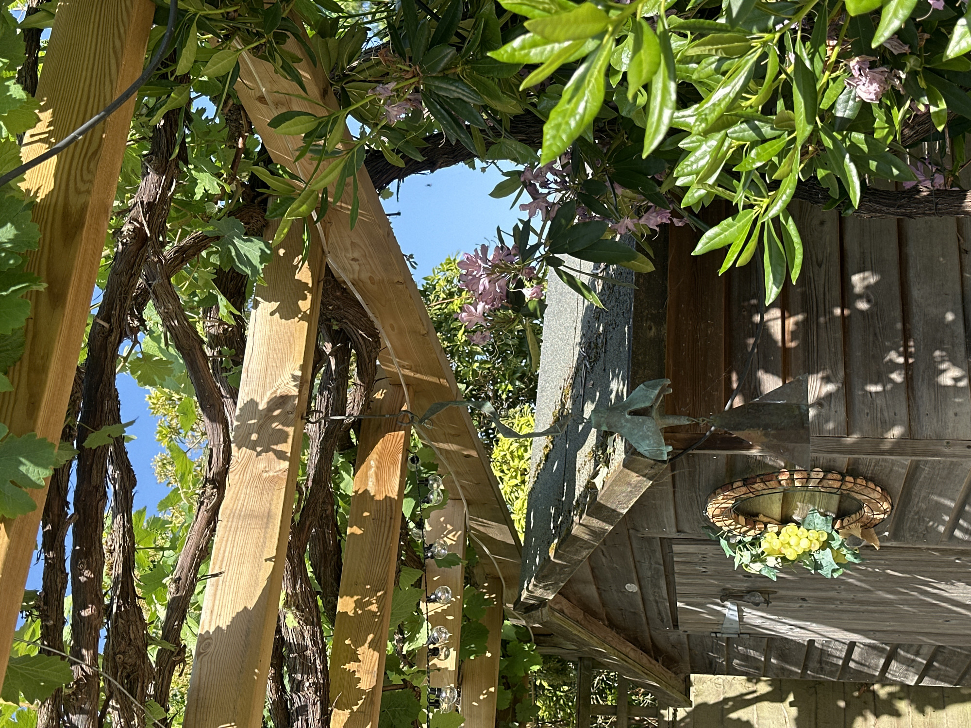 The image depicts a wooden pergola overgrown with grape vines and flowering plants. Light passes through the foliage, casting shadows on the structure. A weather vane is mounted on a wooden roof, and a decorative grape arrangement hangs below. The location is likely in a garden in Tunbridge Wells, United Kingdom.