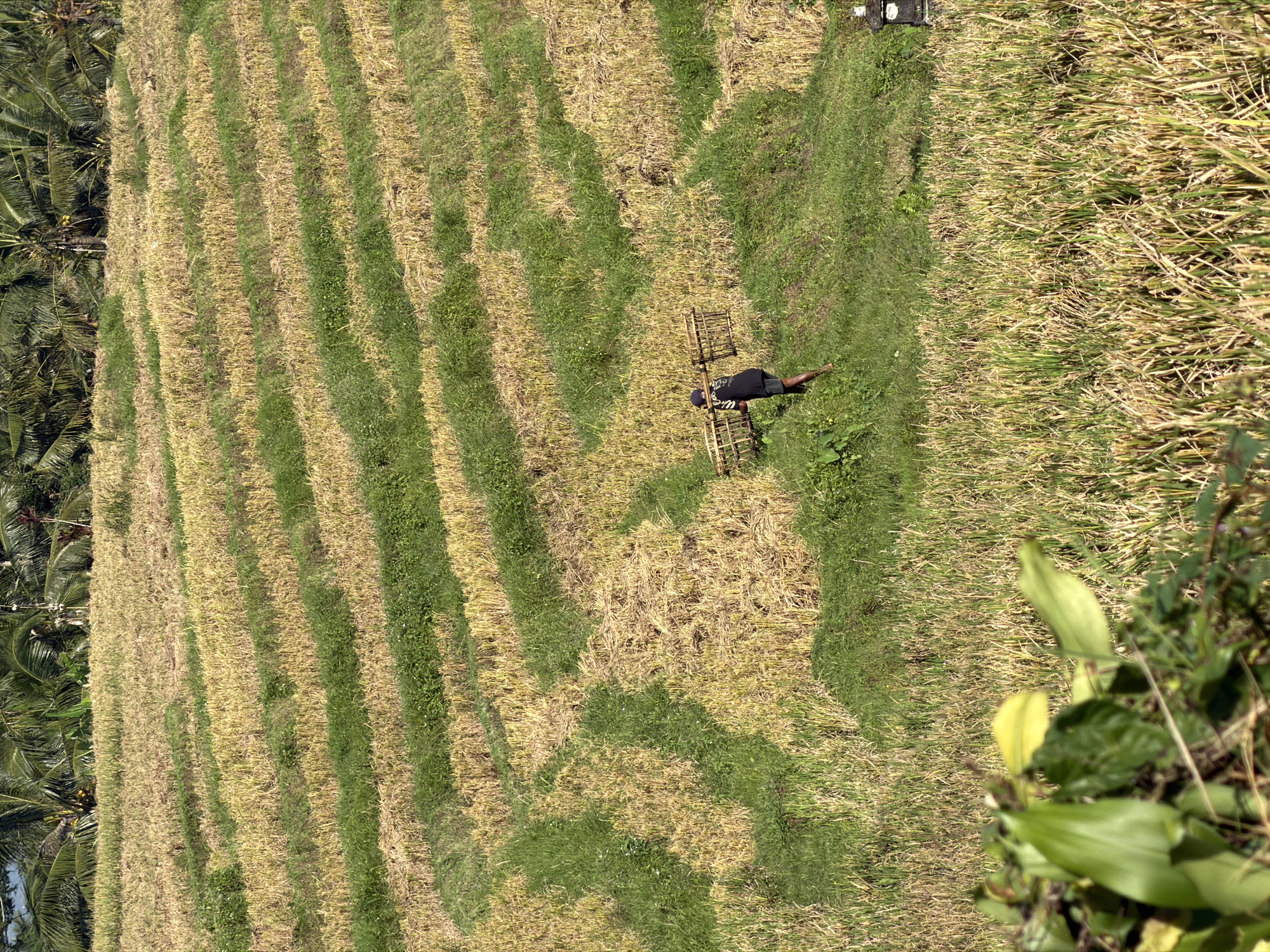 A person is seen walking across a terraced rice field. The rice stalks are a mix of yellow and green, suggesting a harvest is either underway or has recently concluded. The person is wearing a dark t-shirt and shorts and is carrying a woven basket over their left shoulder. The terraces are clearly defined, with a mixture of stubble and regrowing grass visible. In the background, a dense canopy of palm trees forms a dark green line against the sky. A small, carved stone structure is visible on the right side of the frame, suggesting a cultural or religious element within the agricultural landscape. The overall scene depicts a rural setting in Selemadeg Timur, Indonesia, focused on agricultural practices.