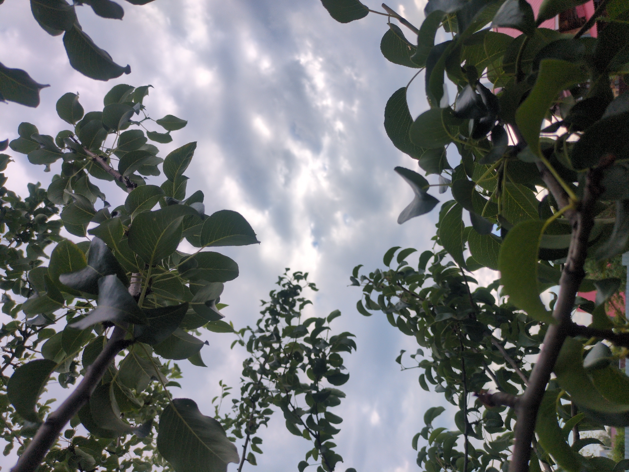 The image shows a close-up view of tree branches and leaves against a cloudy sky. The perspective is from below, looking upwards. The foliage is dense, with many green leaves obscuring parts of the sky. The sky itself is filled with soft, grey clouds, with some patches of lighter sky suggesting breaks in the cloud cover. The lighting suggests it is daytime, possibly overcast or nearing dusk. In the background, at the very bottom of the frame, hints of a fence, some greenery, and a red roof of a building are visible, suggesting an outdoor, possibly residential, environment. The image appears to have been taken in Kulebaki, Russia, given the context. There are no people or animals visible in the image.