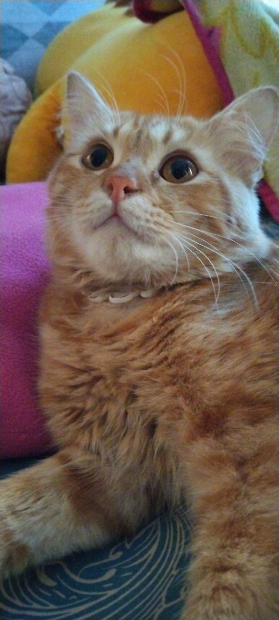 A close-up, vertical, eye-level shot shows an orange tabby cat lying down, its face taking up most of the frame. The cat has large, round, brown eyes, a pink nose, and prominent white whiskers. Its fur is a mix of orange and cream, with dark tabby stripes on its forehead and cheeks. The cat is wearing a white collar. The background is out of focus, with hints of soft, colorful objects, possibly stuffed animals, in yellow and pink hues. The cat appears to be looking upwards and slightly to its left, with a curious or expectant expression. The overall lighting is soft and diffused. The image does not contain information that allows for the determination of its location in Duman, Indonesia.