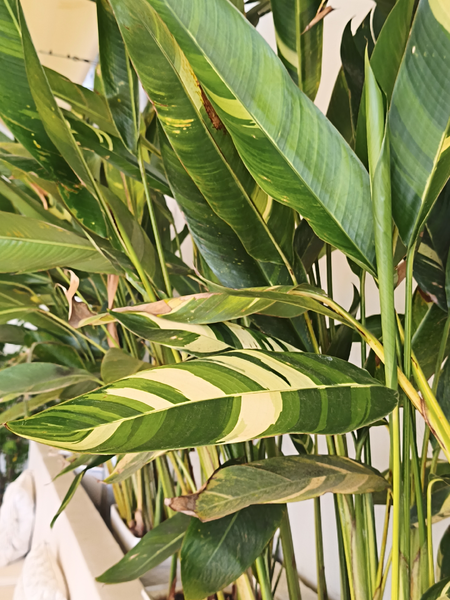 A close-up, eye-level shot focuses on the variegated leaves of a plant, likely a Calathea or similar tropical foliage. The leaves exhibit a striking pattern of deep green, lighter green, and creamy white stripes. Some leaves show signs of natural variation or slight browning at the edges. The plant is densely packed, with multiple stems and leaves overlapping, creating a lush, textured appearance. The background is softly blurred, revealing hints of a light-colored wall or structure and possibly other greenery, suggesting an indoor or sheltered outdoor setting. The lighting appears natural, casting subtle shadows and highlighting the plant's vibrant colors and textures. The overall impression is one of natural beauty and botanical detail. The location within Bac Nha Trang Ward, Vietnam, is not discernible from the image itself.