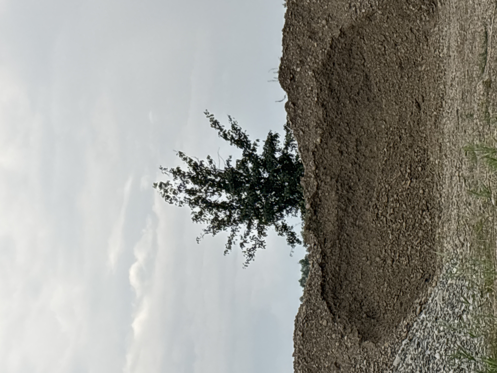A lone tree stands against a cloudy sky, its branches reaching outwards. The tree is positioned behind a large mound of gravel and dirt. In the foreground, a pile of smaller, lighter colored gravel is visible. The scene appears to be an outdoor industrial or construction site, possibly in Arkhipovskoe, Russia, given the context. There are no people or animals in the image. The overall atmosphere is somber due to the overcast sky.