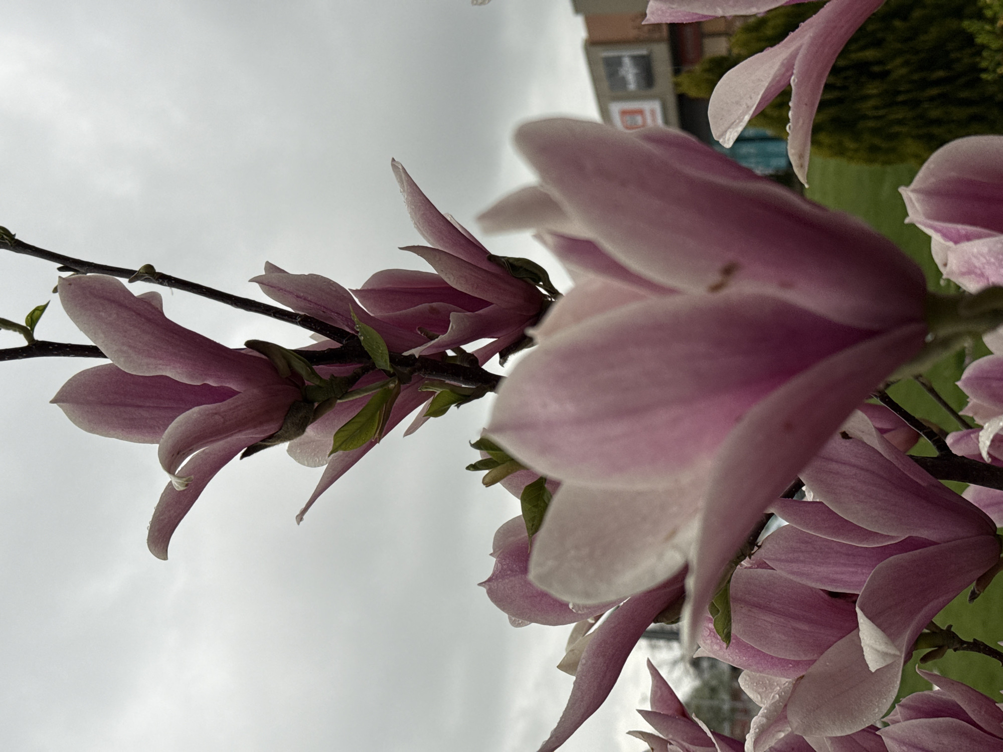 The image presents a close-up, low-angle view of pink magnolia flowers set against an overcast sky. Numerous magnolia blossoms are visible, some fully open with multiple delicate petals, and others appearing as more closed buds. Water droplets are clearly visible on the petals and small green leaves, indicating recent rain or dew. The flowers are attached to dark branches that extend across the frame.
In the background, a bright, cloud-filled sky dominates, suggesting an overcast daytime. Beyond the floral foreground, out-of-focus elements indicate an urban or suburban setting. A blurry building is visible towards the upper right, displaying indistinct, blocky letters or symbols. Below this building, a mass of green foliage, likely a bush or tree, is also out of focus.
The scene captures the ephemeral beauty of spring blossoms in Dobrich, Bulgaria, highlighting the delicate textures and freshness of the flowers under soft, diffused light.