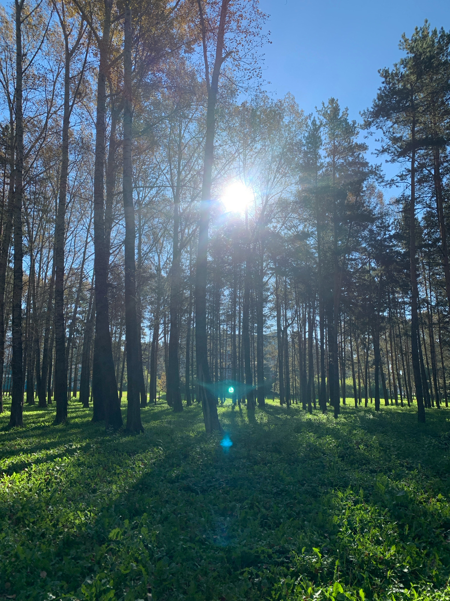 The image depicts a sun-dappled forest floor with tall trees and a clear blue sky. The sun is shining brightly through the trees, creating lens flare and casting shadows on the ground. The ground is covered in lush green grass and scattered leaves. The trees appear to be a mix of deciduous and coniferous species, with some displaying autumn foliage. The overall impression is one of a serene, natural setting, possibly a park or a wooded area within a city. There are no people or animals visible in the frame. The location is identified as the city of Prokopyevsk, Russia.