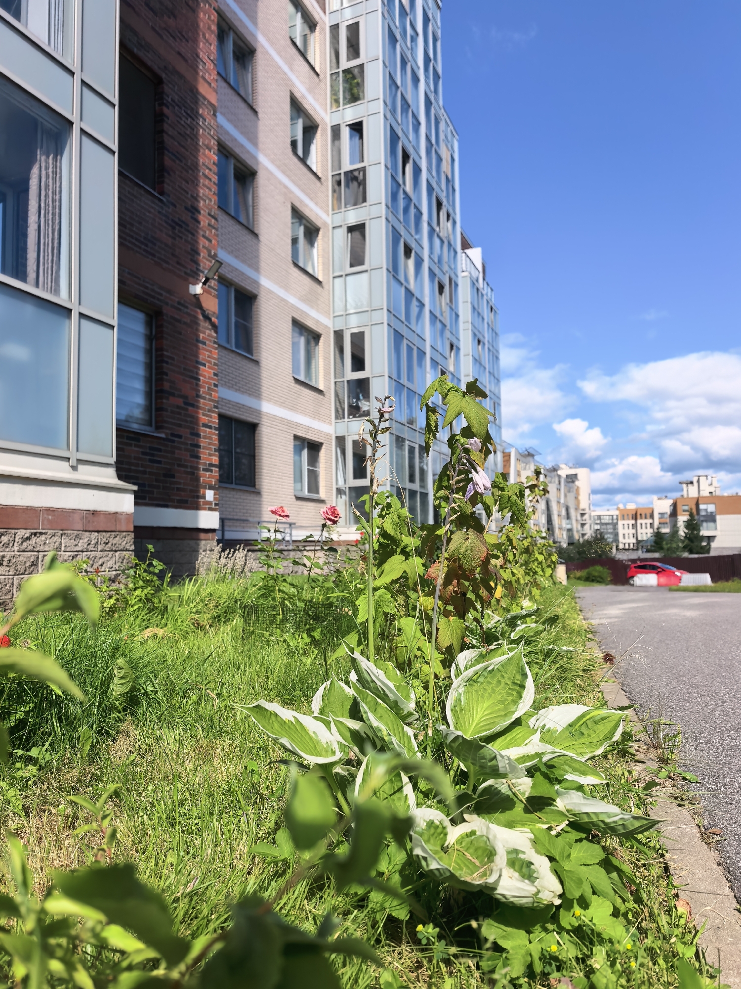 This image captures a street-level view of a residential building and its surrounding green space in Sestroretsk, Russia. The foreground features lush green grass and foliage, including a hosta plant with variegated green and white leaves. Two pink roses are visible among the greenery. The middle ground is dominated by a modern, multi-story residential building with a brick facade on the left and a glass facade on the right. The building's windows reflect the bright blue sky with scattered white clouds. A paved walkway or sidewalk runs along the right edge of the image, bordering the green space. In the background, other buildings of varying architectural styles can be seen, along with a brown fence and a red car parked on the street. The overall scene depicts a sunny day in an urban environment with a focus on residential architecture and landscaping.