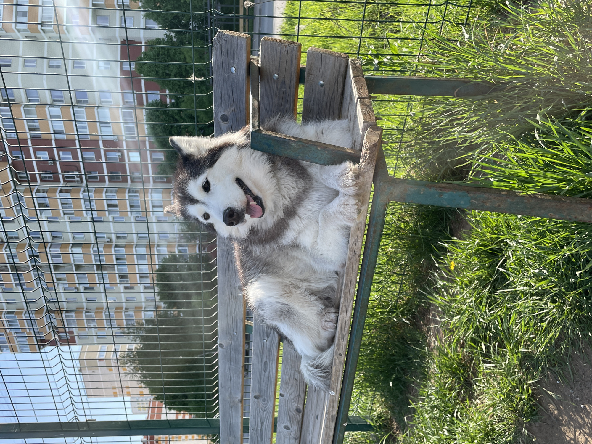 A medium shot captures a Husky dog lying down in an unusual structure, possibly a modified bench. The dog is mostly white with grey markings, and it's lying on its side with its head tilted and its tongue sticking out, giving the impression of a smile.
The structure the dog is resting in appears to be made of rough-hewn wood and green-painted metal. The positioning of the wood suggests it might have been part of a bench or other seating arrangement.
The background features a building, possibly an apartment complex, with multiple windows. A metal fence is visible, partially obscuring the view of the building. To the right, there is a patch of green grass that appears to be growing wild.
The image was taken in Izhevsk, Russia.