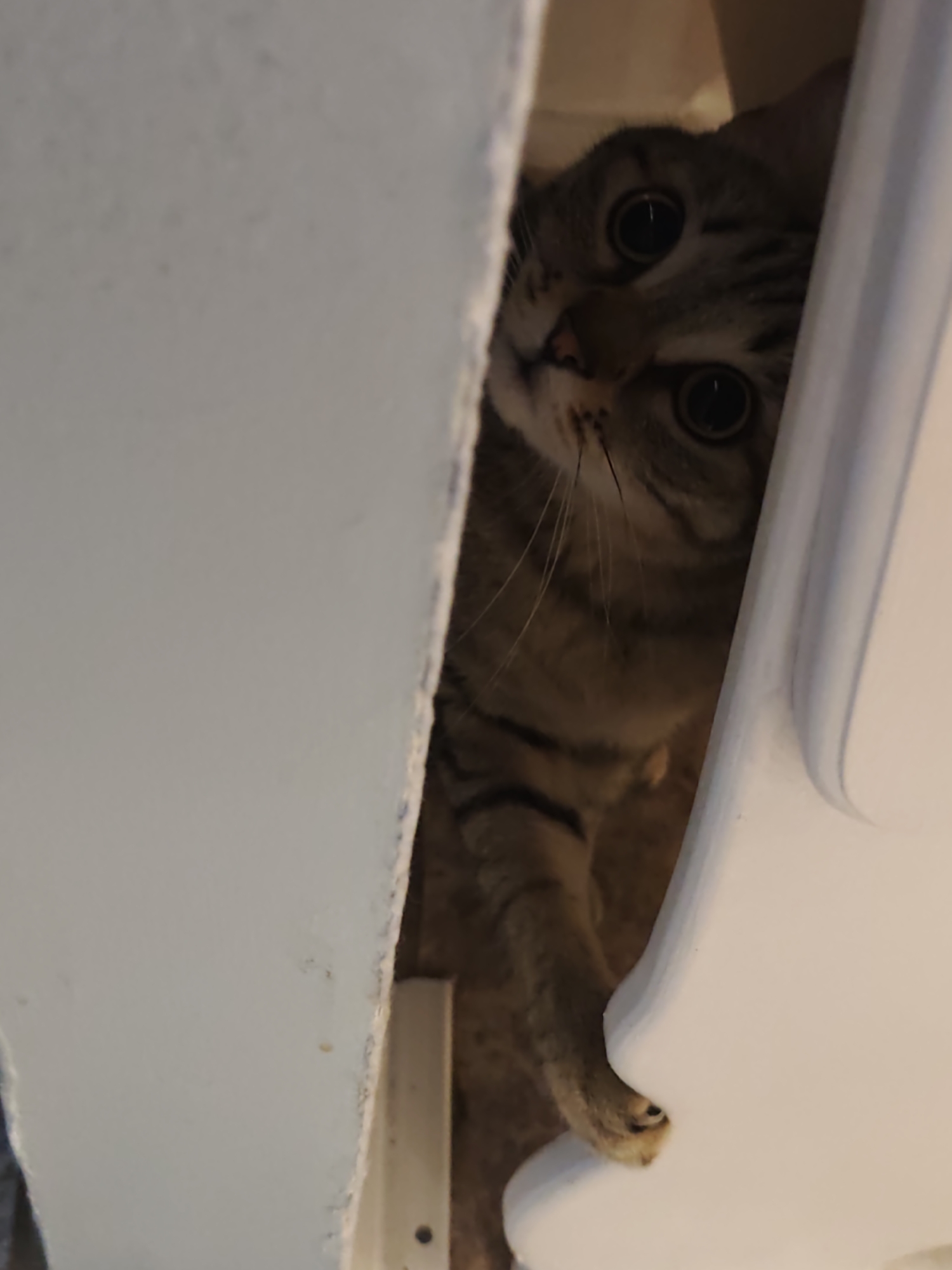 A domestic short-haired tabby cat is captured from a low, upward-looking perspective, peeking through a narrow vertical gap between two light-colored, possibly white or off-white, rigid surfaces. The cat's head is slightly tilted, with both large, dark eyes prominently visible, featuring widely dilated black pupils. Its fur displays typical tabby stripes in shades of brown and black. A small pink nose and several prominent whiskers are discernible. The cat's right front paw is extended forward, with visible claws slightly gripping or resting on the lower edge of the right-hand surface. The area immediately behind the cat is dark and indistinct, suggesting a confined or poorly lit space beyond the visible gap. The framing surfaces are smooth and uniform in color.