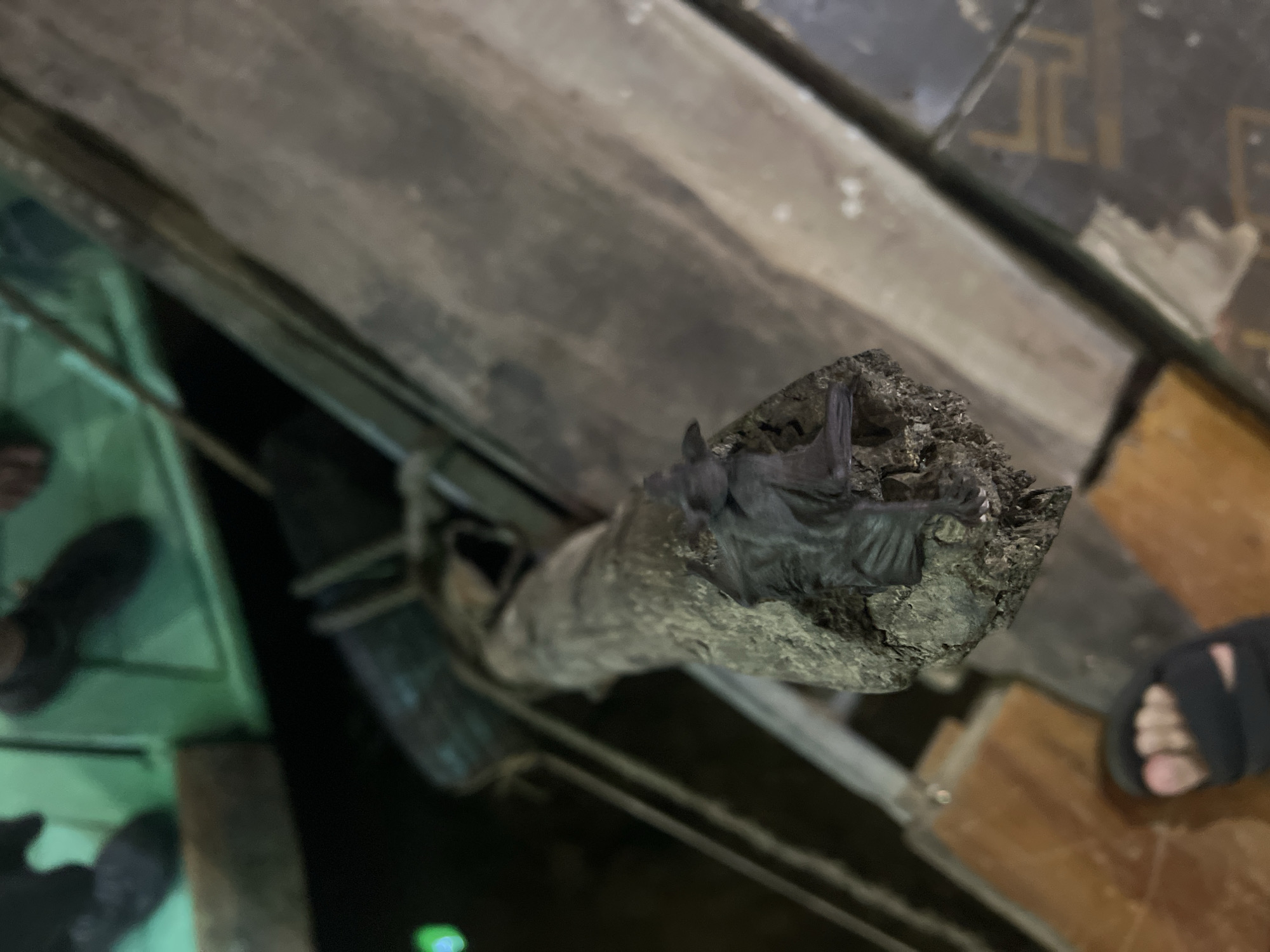 An overhead shot captures a bat perched on a rough, textured tree branch suspended above a dark, possibly water-filled, environment. The bat, a dark gray color, is facing left with its wings partially folded. The branch itself appears weathered and is wrapped with a dark rope or cord. In the foreground, a person's foot wearing a black flip-flop is visible, with their toes splayed. The background is blurred, with hints of green and wooden structures suggesting an outdoor setting, possibly a river or canal in Hoi An, Vietnam.