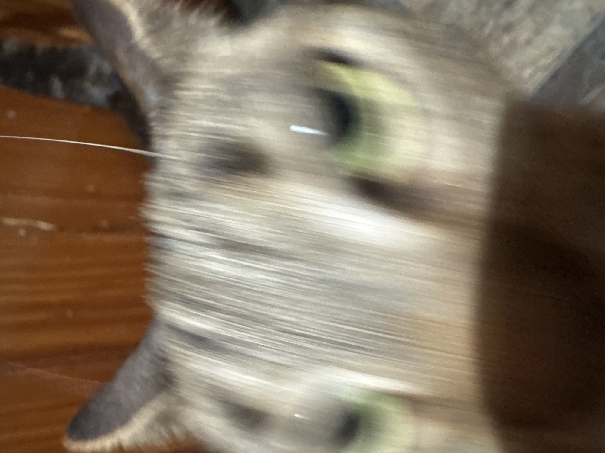 The image shows a close-up, blurry view of a cat's face. The cat appears to have gray fur and green eyes. A thin, white whisker is visible. The background consists of a wooden surface. The location of Desborough, United Kingdom, is not apparent in this image.