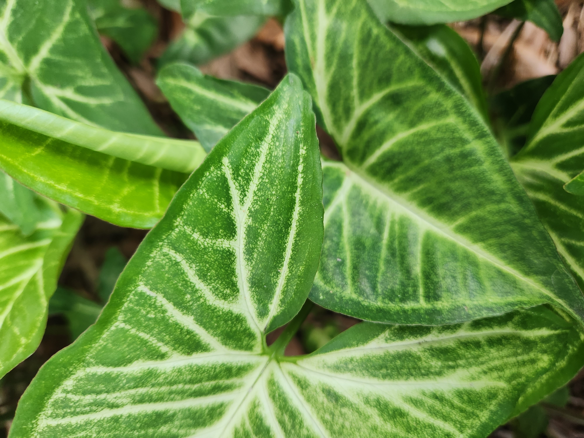 A close-up, overhead shot shows several large, arrowhead-shaped leaves with prominent, light green veining against a darker green background. The leaves are glossy and appear to be part of a lush, leafy plant. The background is softly blurred, revealing hints of brown soil or mulch and other out-of-focus foliage. The image does not contain any specific geographical markers to identify its location in Altamonte Springs, United States of America.