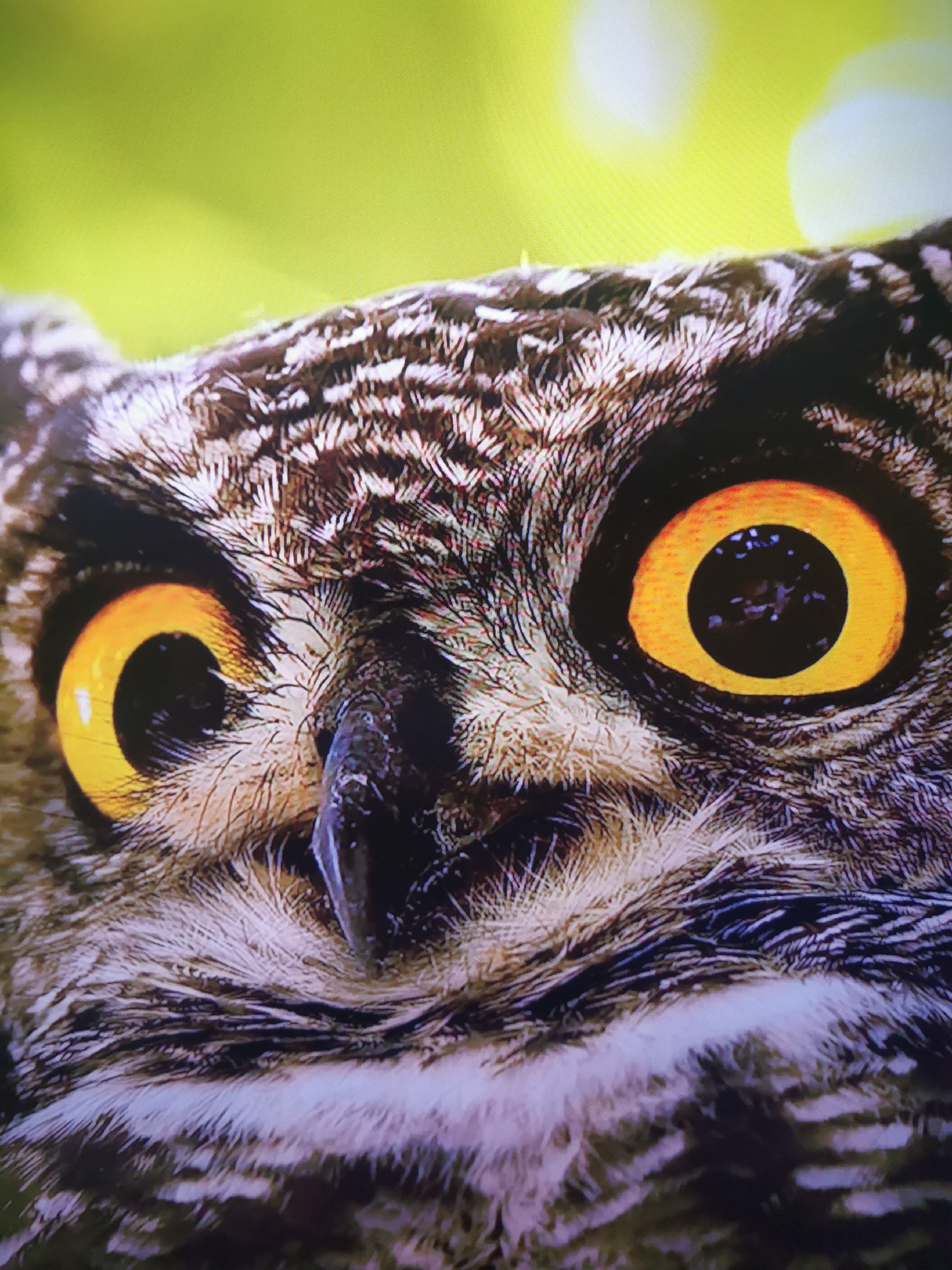 The image is a close-up photograph of an owl's face, focusing on its large, piercing yellow eyes and intricate feather patterns. The background is blurred and appears to be a vibrant, bright green, suggesting an outdoor, natural environment. The owl's facial features, including its beak and the textured feathers around its eyes, are rendered in sharp detail, showcasing a variety of brown, white, and black tones. There is no indication of the city of Dnipro, Ukraine, or any urban elements in the image.