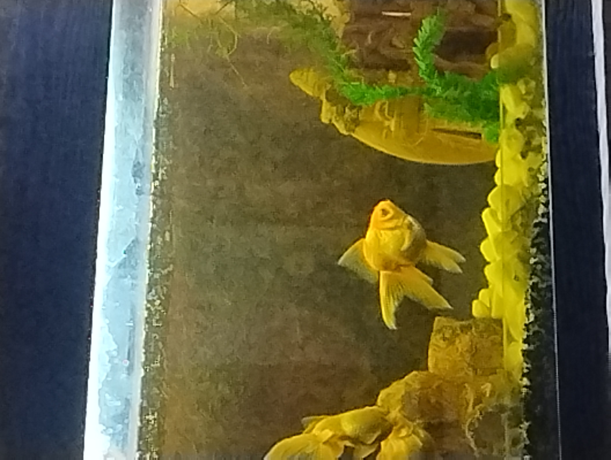 This is a medium shot, eye-level, indoor photograph of a goldfish tank. The tank is filled with water and contains two golden fish. One fish is in the center, facing right, with its tail fanned out. Another fish is to the left, partially obscured by a yellow rock formation, and is facing left. The substrate of the tank is made of small yellow pebbles. In the background, there is a blurry image that appears to be a decorative backdrop. To the right of the center fish, there is a green artificial plant and a yellow, carved ornament. The overall lighting is dim, and the image is slightly out of focus.