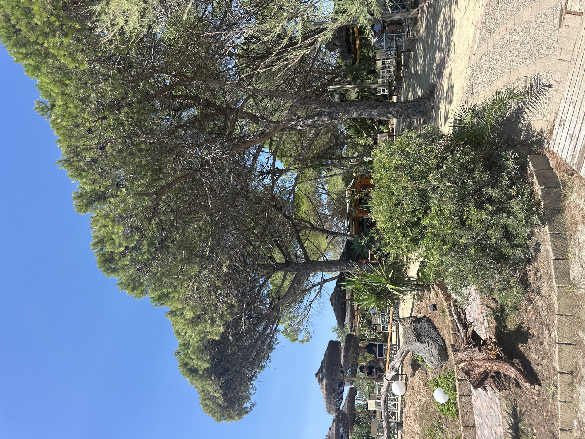 The image depicts an outdoor seating area at a beachside establishment, likely a restaurant or cafe, under the shade of large pine trees. The environment is sunny with a clear blue sky. In the foreground, there is a paved walkway with cobblestone accents, bordered by stone walls and a wooden bench. To the left, a large, weathered tree stump and rocks are visible amidst sparse vegetation and two white spherical objects, possibly decorative lights. Further back, several thatched umbrellas provide shade over tables and chairs. Some people are seated at these tables, engaged in conversation. The background shows more trees and structures, suggesting a relaxed, tropical atmosphere. The location is Biddeputzi/Villaputzu, Italy.