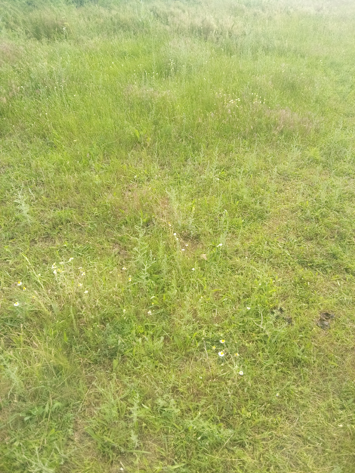 The image shows a grassy field with various types of vegetation, including tall grass, weeds, and small white flowers, likely in the city of Zelenyi Hai, Ukraine. The ground is uneven, with patches of dry, yellowed grass interspersed with vibrant green growth. The overall impression is one of a natural, untamed landscape.