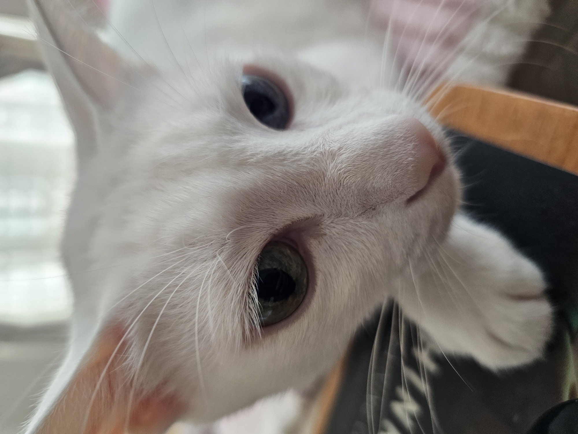 A close-up, eye-level, vertical, indoor shot shows a white cat with heterochromia (one blue eye and one green eye). The cat's head is tilted slightly to the left, with its whiskers fanned out. The cat's pink nose is visible, as is its right paw resting on a dark, textured surface, likely a book or table. The background is blurred, with hints of a window and curtains, suggesting a domestic setting. There is no indication of the city of Manama, Bahrain.