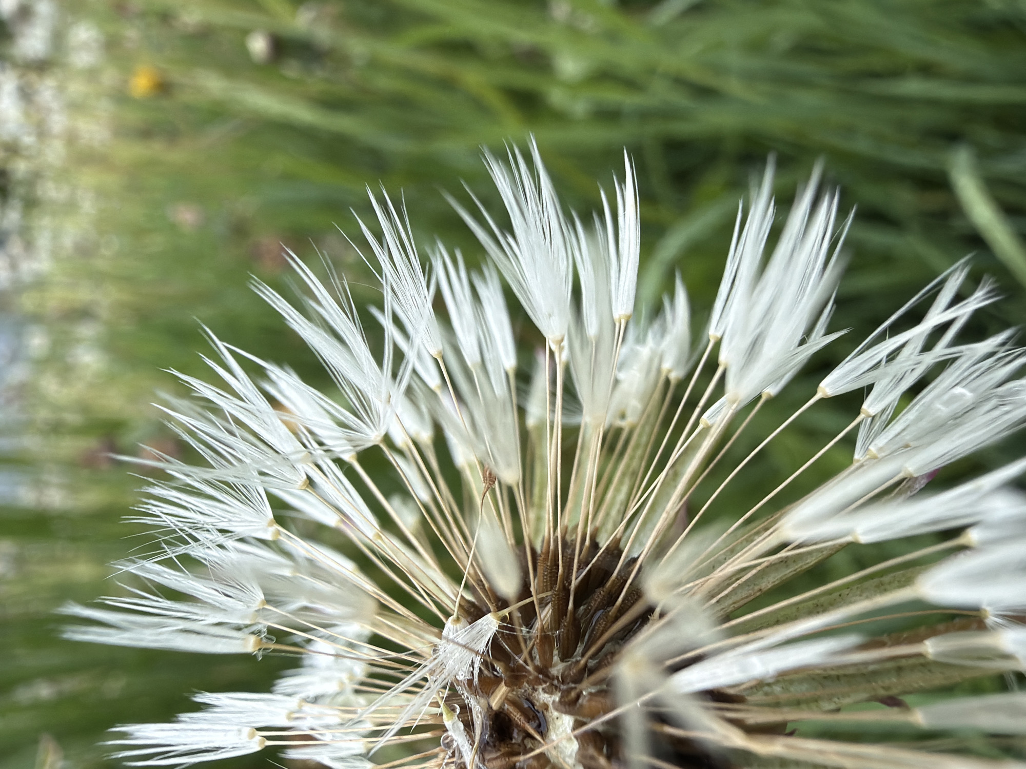 This is a macro, close-up photograph of a mature dandelion seed head in an outdoor, natural setting. The primary subject is the intricate, white, feathery pappus of the dandelion, which is sharply in focus and dominates the foreground and mid-ground of the image.
The dandelion's delicate, parachute-like structures, which are individual seeds attached to their feathery extensions, radiate outwards from a central, darker brown and textured base. Each feathery part is composed of numerous fine, white strands, giving the seed head a soft, wispy appearance. Some of the thin, light brown stalks connecting the white pappi to the central receptacle are visible. In one detail, a small, clear droplet appears to be resting on the base of one of these stalks, suggesting recent moisture or dew.
The background is entirely out of focus, rendered as a soft, verdant blur of green, consistent with grass or other foliage. This shallow depth of field effectively isolates the dandelion, highlighting its intricate details. The lighting suggests natural daylight. No specific activity or event is depicted, but the image captures the dandelion in its state of readiness for seed dispersal by wind. The scene is located in Marakushi, Russia. There is no visible text in the image.