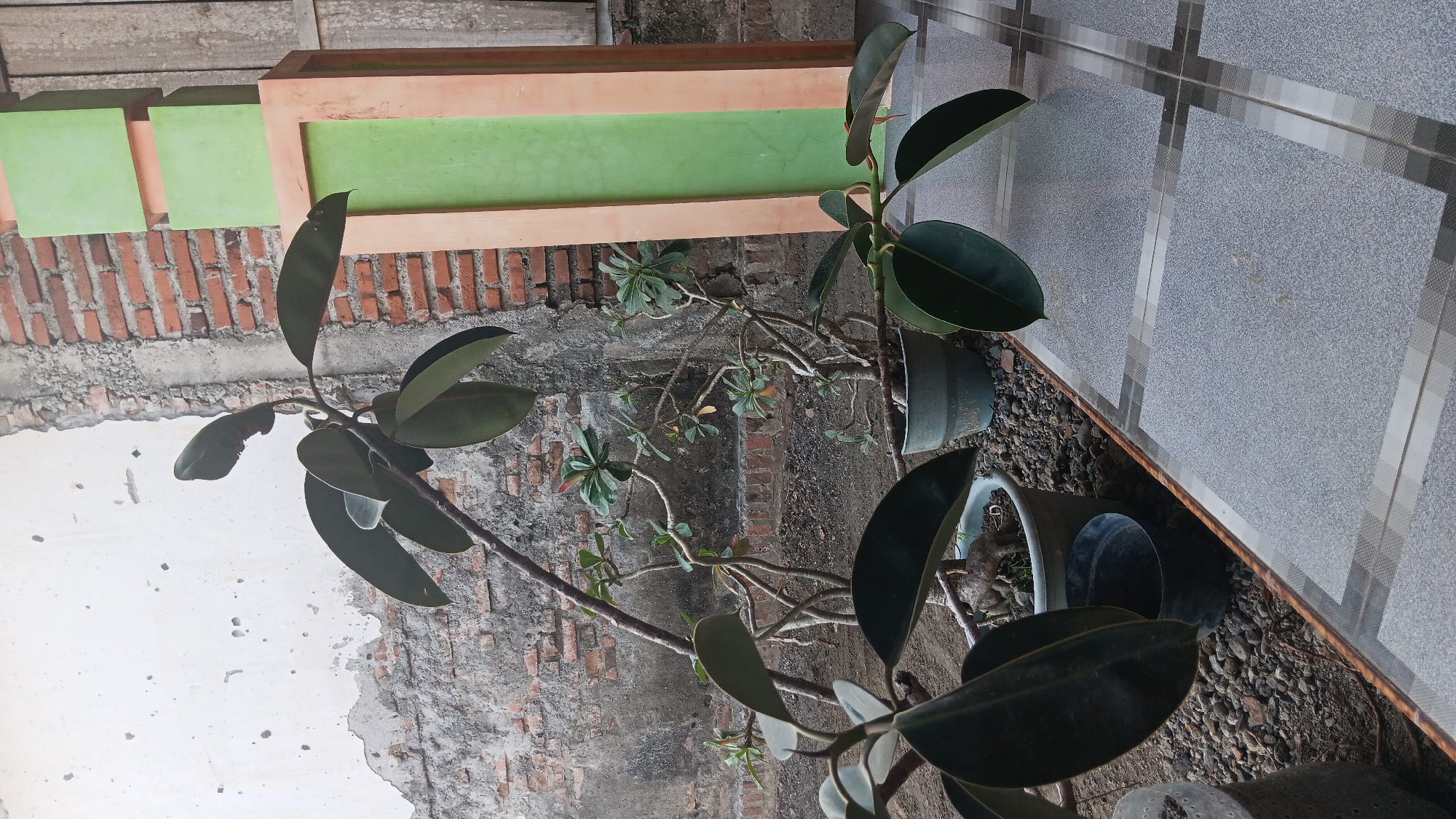 The image depicts an outdoor scene in Sonobekel, Indonesia, featuring several potted plants arranged on a tiled patio in front of a weathered brick wall. In the foreground, large-leaved rubber plants are prominently displayed in pots. Behind them, a more delicate, branched plant with smaller green leaves is also potted. The background consists of a textured brick wall, partially covered in a white plaster that is peeling and cracked, suggesting an aged or unfinished structure. To the right of the brick wall, a tall, vertical structure with alternating green and peach-colored rectangular panels is visible. The ground is covered in small grey gravel, with the tiled patio in the foreground featuring a checkered pattern of light and dark grey squares. The lighting suggests it is daytime, with diffused light illuminating the scene. No people are present in the image.