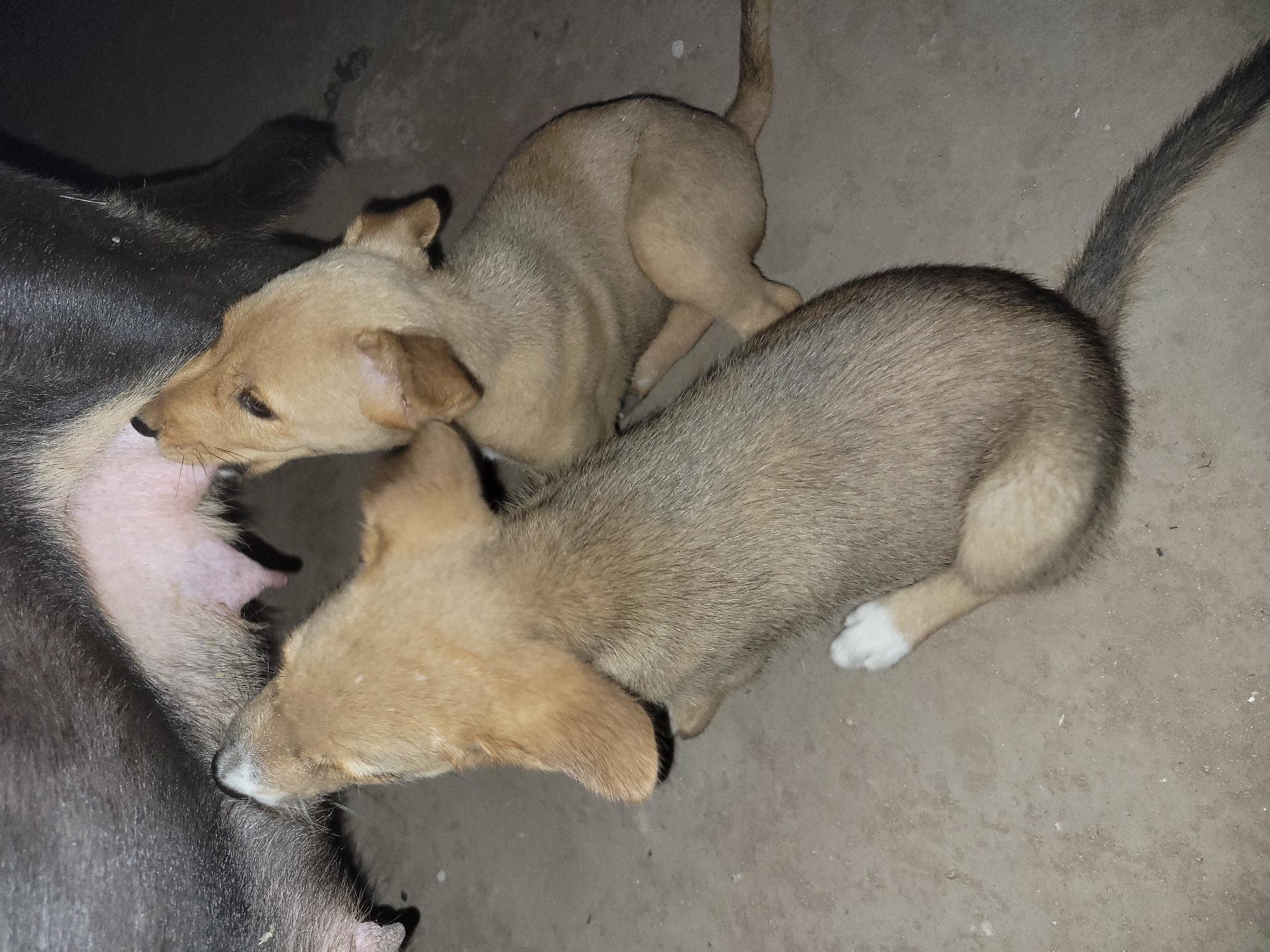 The image captures a tender moment of a mother dog nursing her two puppies on a concrete surface, likely in Markurdi, Nigeria. The scene appears to be dimly lit, suggesting it is either nighttime or an indoor area with artificial light.
The mother dog, with dark fur, is partially visible on the left side of the frame, lying down to allow her young to feed. Her underside, where the puppies are suckling, is a light pinkish tone.
Two light brown or tan-colored puppies are the main subjects, actively engaged in feeding. One puppy has its head pressed against the mother's flank, nursing. The other puppy is positioned nearby, also appearing to feed or about to feed. A notable detail is a distinct white patch on one of the visible paws of the puppy on the right. Their fur is short and well-defined by the available light.
The ground is a light gray concrete, showing some scattered dust or small specks. The overall atmosphere conveys natural parental care and the early stage of life for the puppies. There is no visible text in the image.