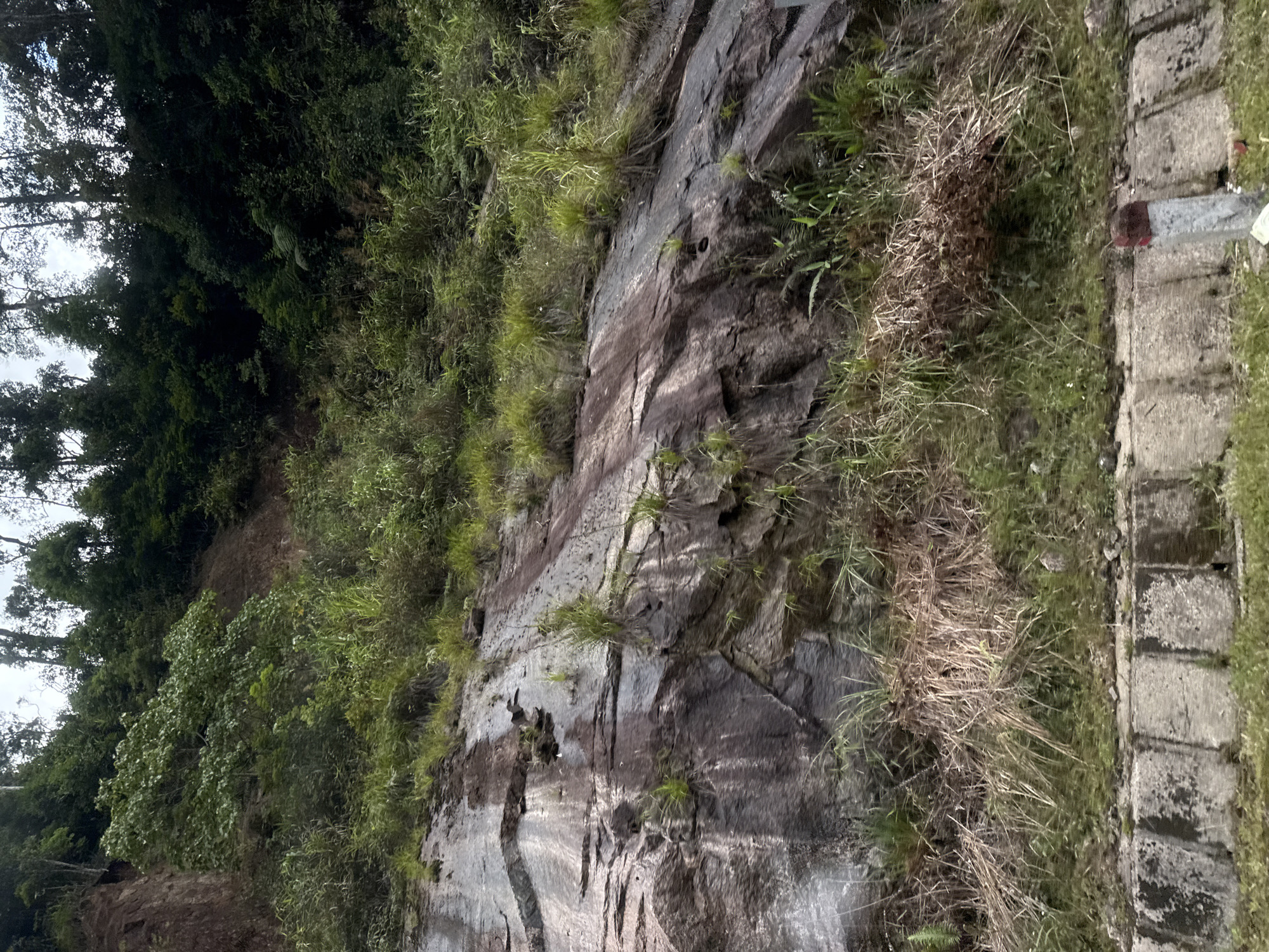 The image depicts a steep, rocky slope covered in lush green vegetation, predominantly grass and trees. The rock face itself is weathered, with visible strata and dark, damp patches suggesting recent rainfall. The lower part of the image shows a concrete barrier with grassy areas alongside, indicating it is likely a roadside embankment. A small red-topped post is visible near the right edge of the barrier, possibly marking a road or boundary. The overall environment is natural and appears to be located in a mountainous or hilly region. The location is identified as Nam Khanh Vinh, Vietnam, suggesting a rural or semi-rural setting within the country. No people are present in the image.