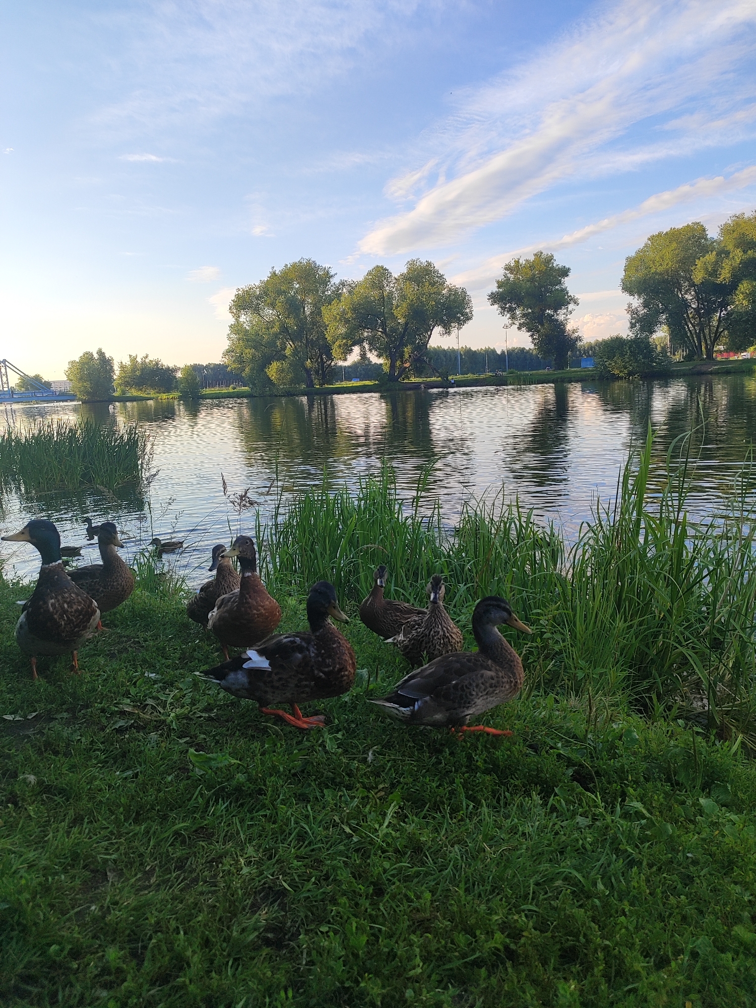 A group of ducks are gathered on the grassy bank of a body of water, likely a river or lake, in Bronnitsy, Russia. The water reflects the clear blue sky, which is adorned with wispy white clouds. Lush green trees line the opposite bank, with some taller trees interspersed with smaller bushes. In the distance, a blue bridge can be seen spanning the water, suggesting an urban or semi-urban environment. The ducks, varying in shades of brown and black, are positioned at the edge of the water, some standing on the grass while others are closer to the water's edge. The overall scene depicts a serene natural setting within the city.