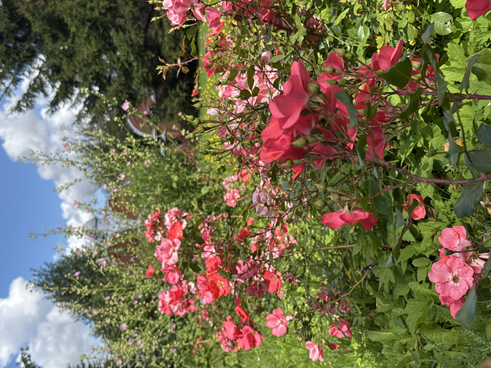The image depicts a vibrant garden scene on a sunny day, featuring numerous clusters of pink and red roses in full bloom. Lush green foliage surrounds the flowers, creating a dense and verdant environment. In the background, tall trees, including what appear to be pine trees, rise against a bright blue sky dotted with fluffy white clouds. Partially visible in the distance behind the trees are elements of a building with a red brick structure and a domed roof, suggesting it might be a church or a historical edifice. The presence of this building, combined with the style of the garden, hints at a location within Saint Petersburg, Russia, possibly in a park or on the grounds of a historical estate. No people are present in the image, and the focus is entirely on the natural beauty of the flowering garden and its surroundings.
