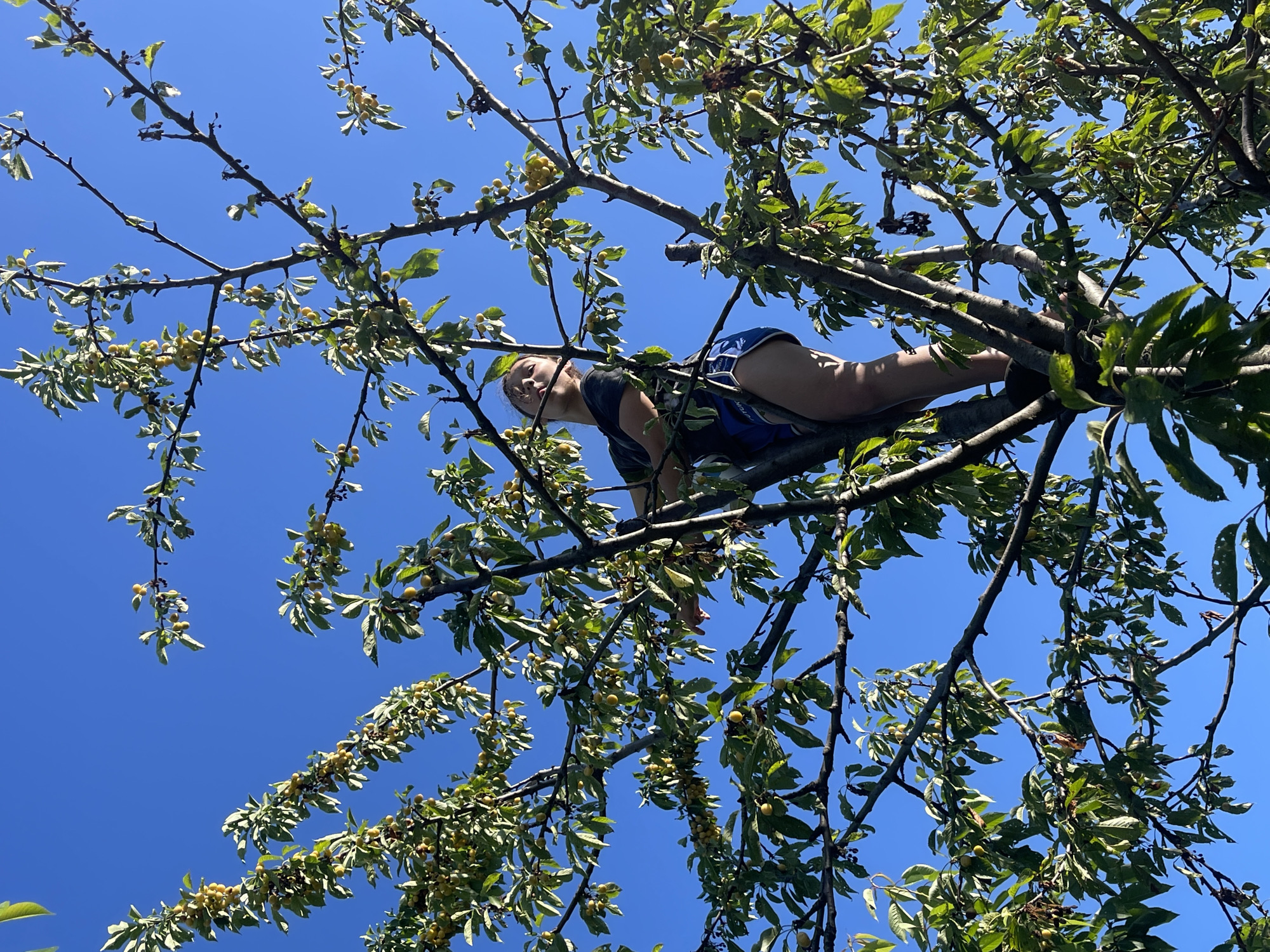 In this low-angle shot, a person is captured climbing through the branches of a cherry tree against a clear blue sky. The individual, wearing a dark t-shirt and blue shorts with white accents, is positioned on a thick branch, their body angled upwards and to the right. Their face is partially visible, looking towards the camera with a relaxed expression. The cherry tree is laden with small, yellow fruits and lush green leaves, which create a dappled effect against the bright sky. The composition emphasizes the upward perspective, looking from below the branches towards the person and the expansive sky. The time of day appears to be midday, indicated by the bright sunlight and the deep blue of the sky, suggesting fair weather. The scene evokes a sense of summer activity and perhaps a moment of play or exploration. There is no visible text in the image. The location context provided is Donskoye, Russia.