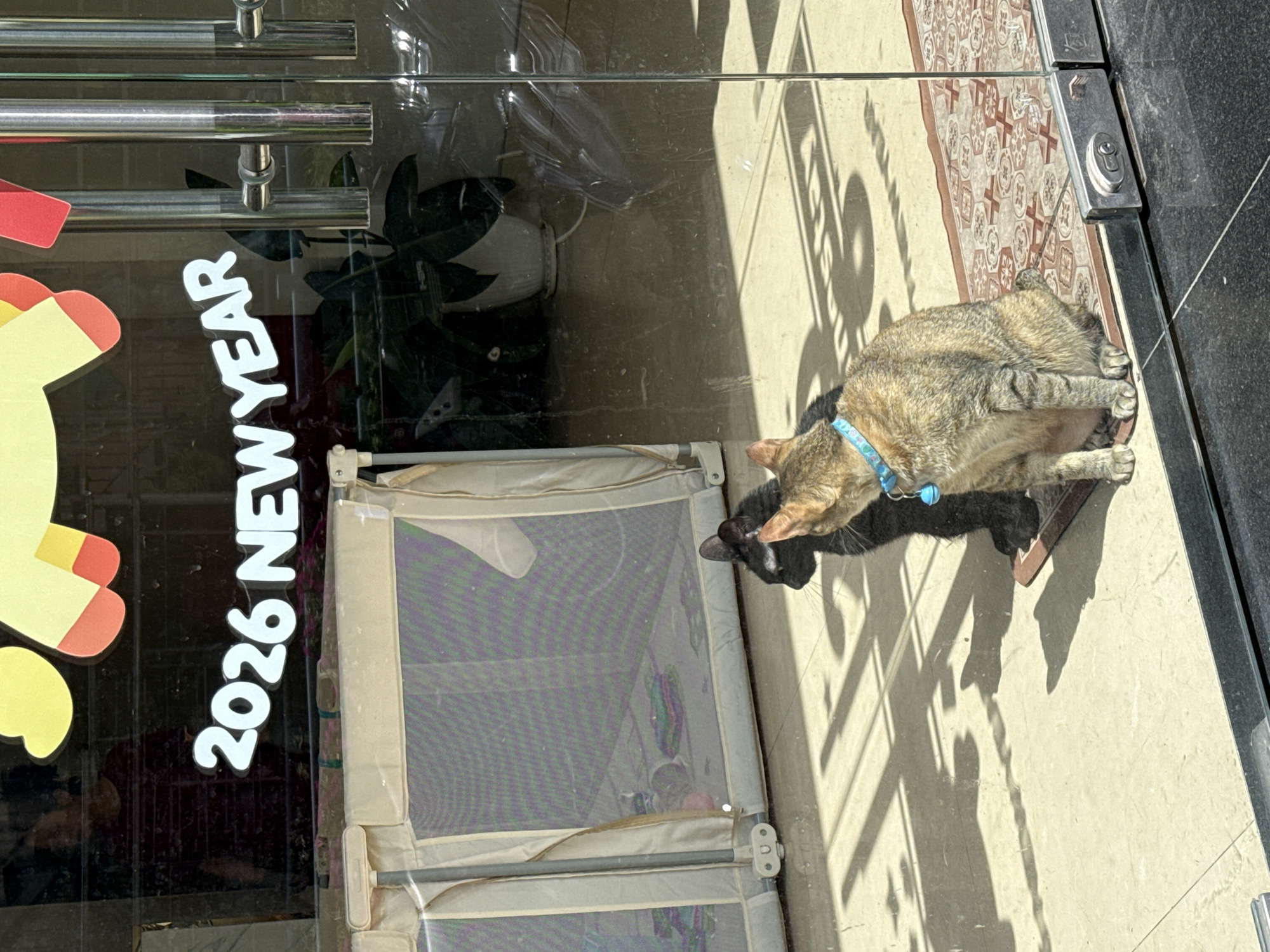 The image, taken in Phường Xuân Hương - Đà Lạt, Vietnam, shows a side view of a tabby cat with a light blue collar and bell, sitting on a patterned tiled floor in bright sunlight. The cat is positioned next to a clear glass door or window. Its shadow, appearing as a dark silhouette, is cast strongly on the ground directly beneath it, suggesting a sunny day.
Through the clear glass, interior elements are visible: a light-colored mesh playpen or baby gate stands indoors, and a potted plant in a decorative vase is also discernible. Silver-colored door handles are attached to the glass.
On the glass, a white sticker with text is visible, reading "2026 NEW YEAR". The '2026 NE' part is mostly visible, while the 'W YEAR' is more fully seen. The bright sunlight creates sharp, elongated shadows on the outdoor patterned tiles, indicating a clear, sunny sky, likely in the morning or late afternoon. The cat appears to be looking downwards or possibly grooming itself.