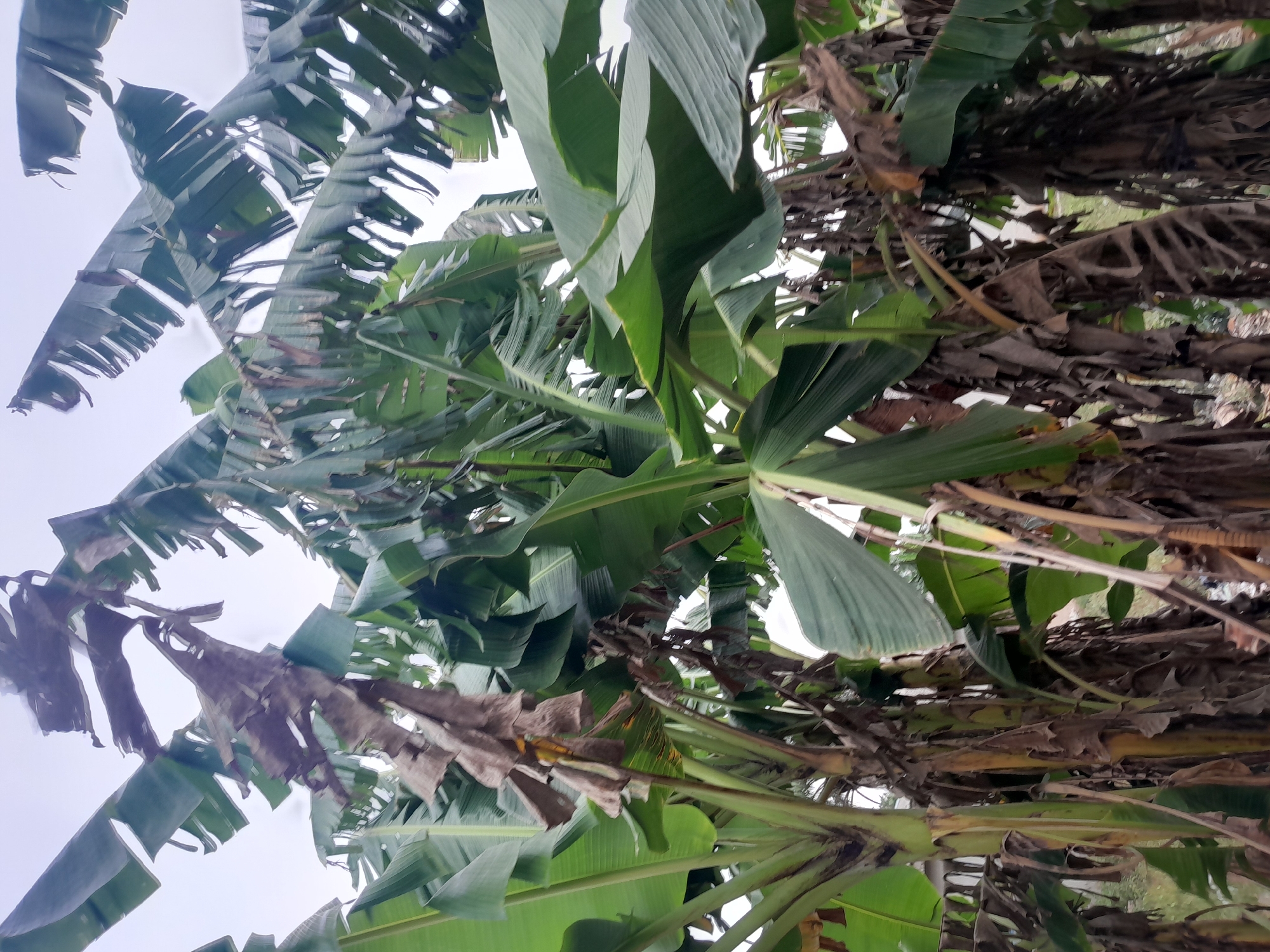 The scene depicts a dense cluster of mature banana plants (Musa species) in Ifo, Nigeria. Numerous pseudostems rise vertically, exhibiting a mix of vibrant green, broad leaves and several large, desiccated brown leaves that are torn and tattered, clinging to the upper portions of the plants. The pseudostems themselves appear robust, with visible texture from dried leaf sheaths. Through gaps in the dense foliage, an overcast or uniformly bright white sky is visible. In the lower right background, behind the plant trunks, hints of dry, unkempt ground and potential debris are discernable, suggesting an untended area. No individuals, animals, or specific actions are visible within the frame.