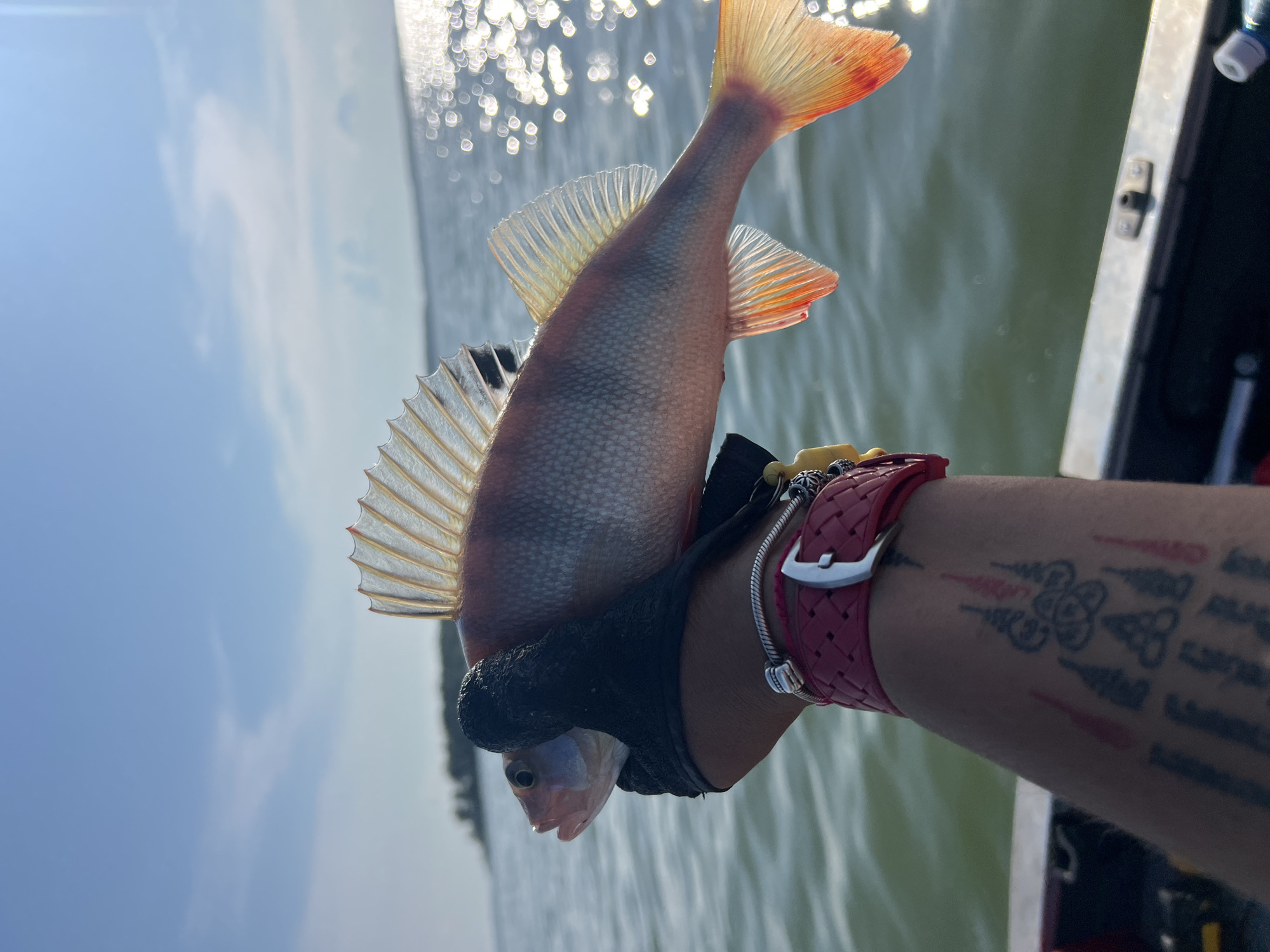 A close-up shot shows a person holding a freshly caught fish in their gloved hand against a backdrop of a calm body of water under a clear blue sky with some clouds. The fish, with its fins prominently displayed, appears to be a perch, exhibiting shades of pink and orange. The person is wearing a red wristband and has tattoos on their arm, suggesting they are on a boat or near a body of water. The sunlight glints off the water's surface, creating a shimmering effect. The location is the city of Borovoe, Russia.