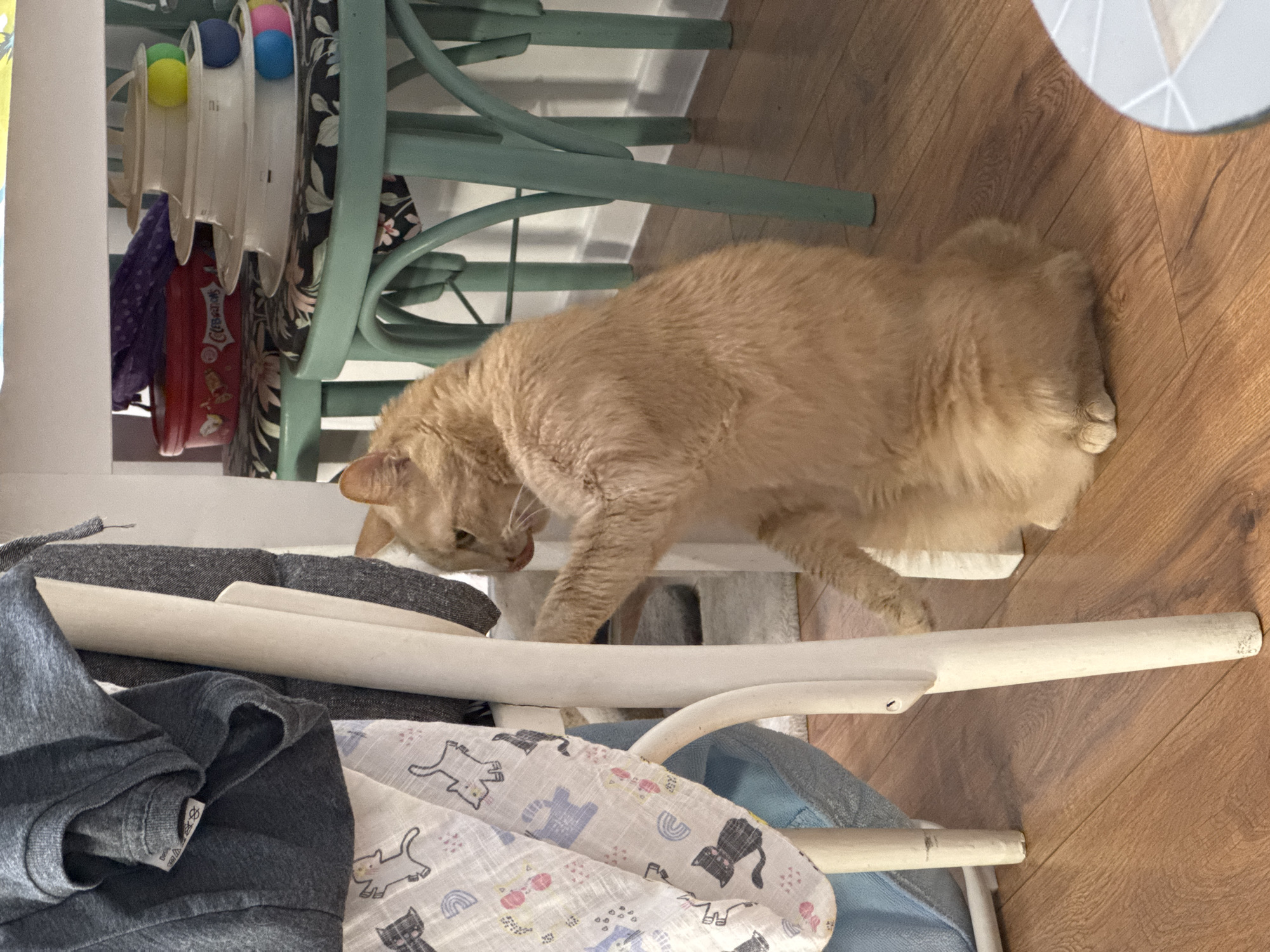 An orange tabby cat is in the process of standing up, with its front paws on a white chair leg and its hindquarters on the wooden floor. The cat is looking towards the left of the frame, with its tongue slightly out. The chair has a piece of patterned fabric draped over it, and further to the left, a gray garment is hanging. In the background, there are two mint green stools with patterned cushions, a red circular container, and a multi-tiered cat toy. The floor is made of polished wood. The image does not provide any information about the location in Varna, Bulgaria.