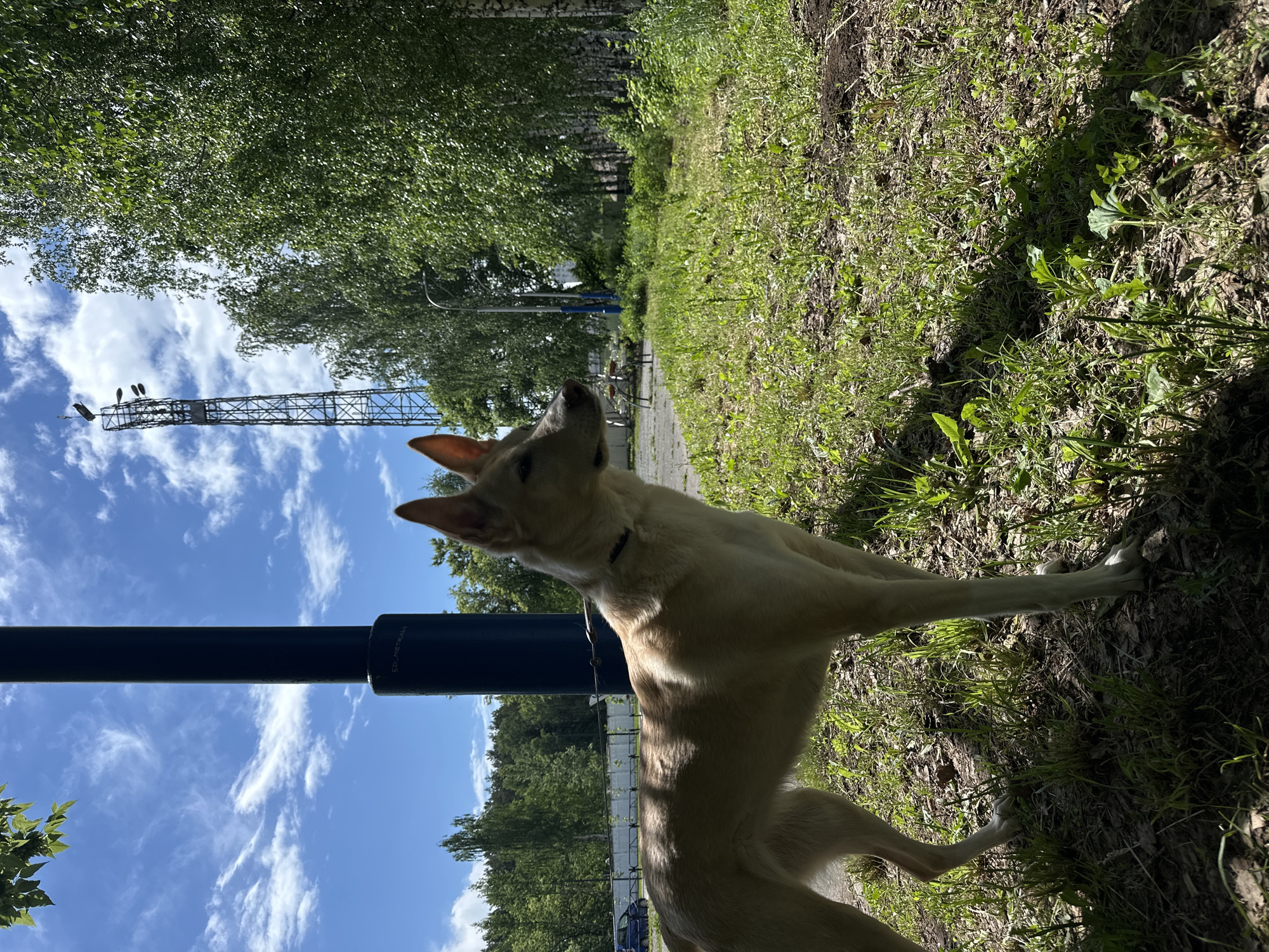 The image depicts a medium-sized, light-colored dog standing in a grassy area beside a sidewalk in Chaikovsky, Russia. The dog is looking upwards towards a metal utility pole and lattice structure against a blue sky with scattered clouds. Trees are visible in the background along with what appears to be a fence. The setting appears to be a park or a green area within the city.