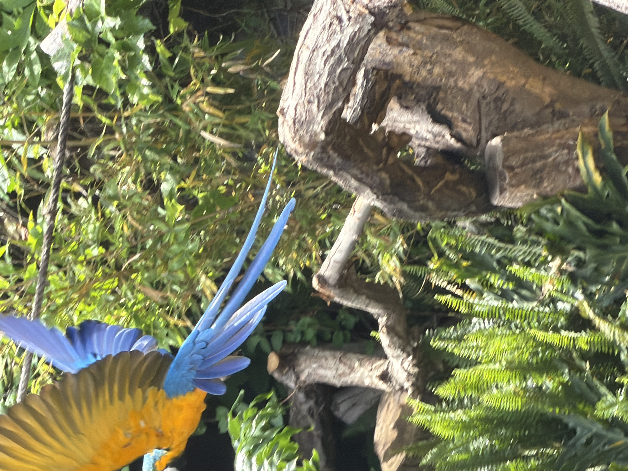 Image taken in Arroyo de la Miel-Benalmádena Costa, Spain, shows a blue-and-yellow macaw in flight amidst lush greenery. The macaw's wings are spread, exhibiting bright blue primary feathers and golden-yellow secondary feathers. A rope hangs in the background, suggesting the bird might be in a park or controlled environment. A rough, weathered tree branch is positioned nearby, adding a naturalistic element to the scene. The environment is dense with a variety of green foliage.