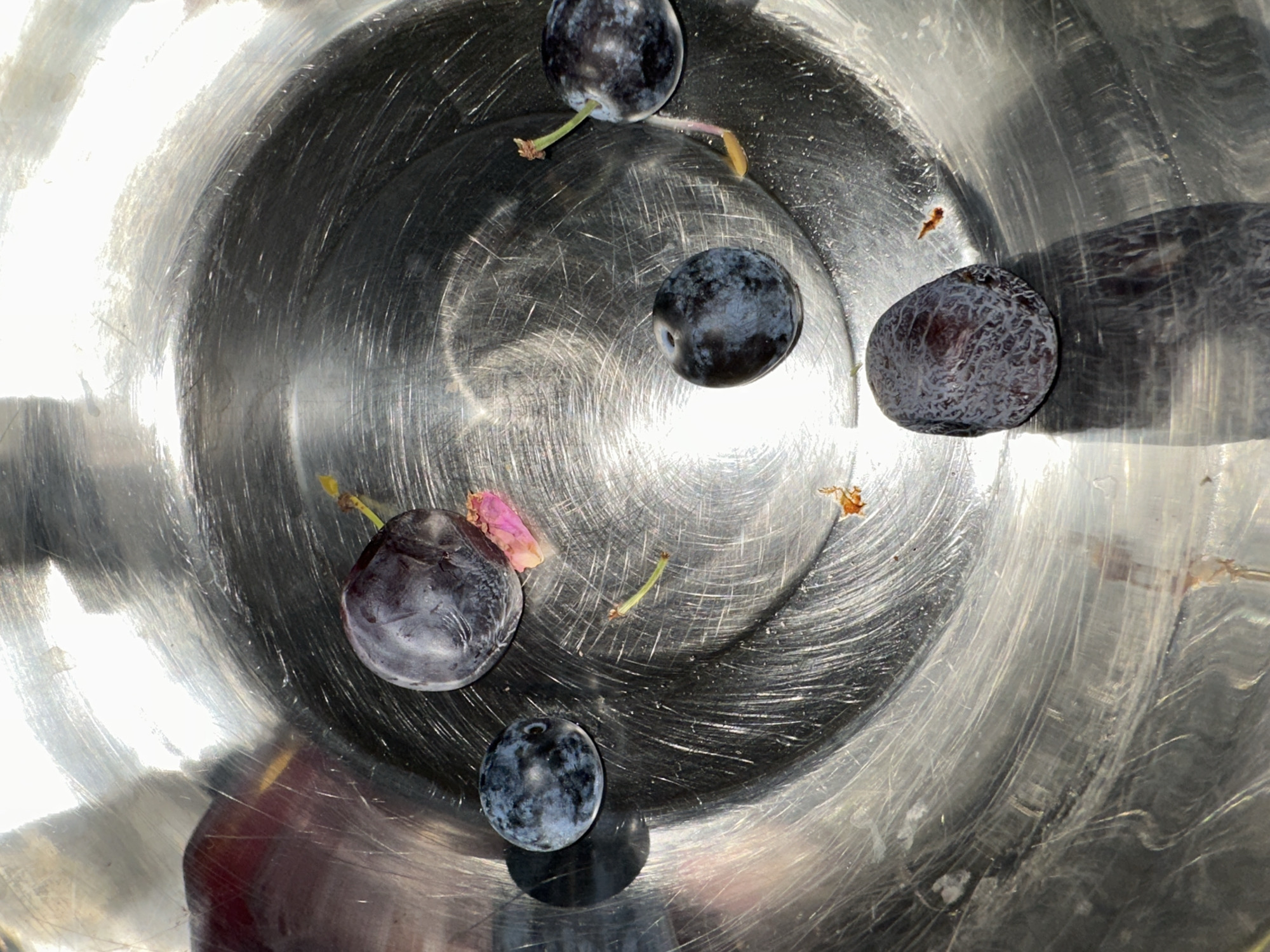 Six plums are arranged in a reflective metal bowl, casting shadows on the metallic surface. A single pink petal lies near the upper left plum. A thin green strand, possibly a stem or a sprout, is visible between the two left plums. Two small brown specks, possibly debris or dried plant matter, are scattered in the bowl, one near the center-right and another to the lower right of the center plum. The lighting creates bright reflections and dark shadows on the bowl's textured interior.