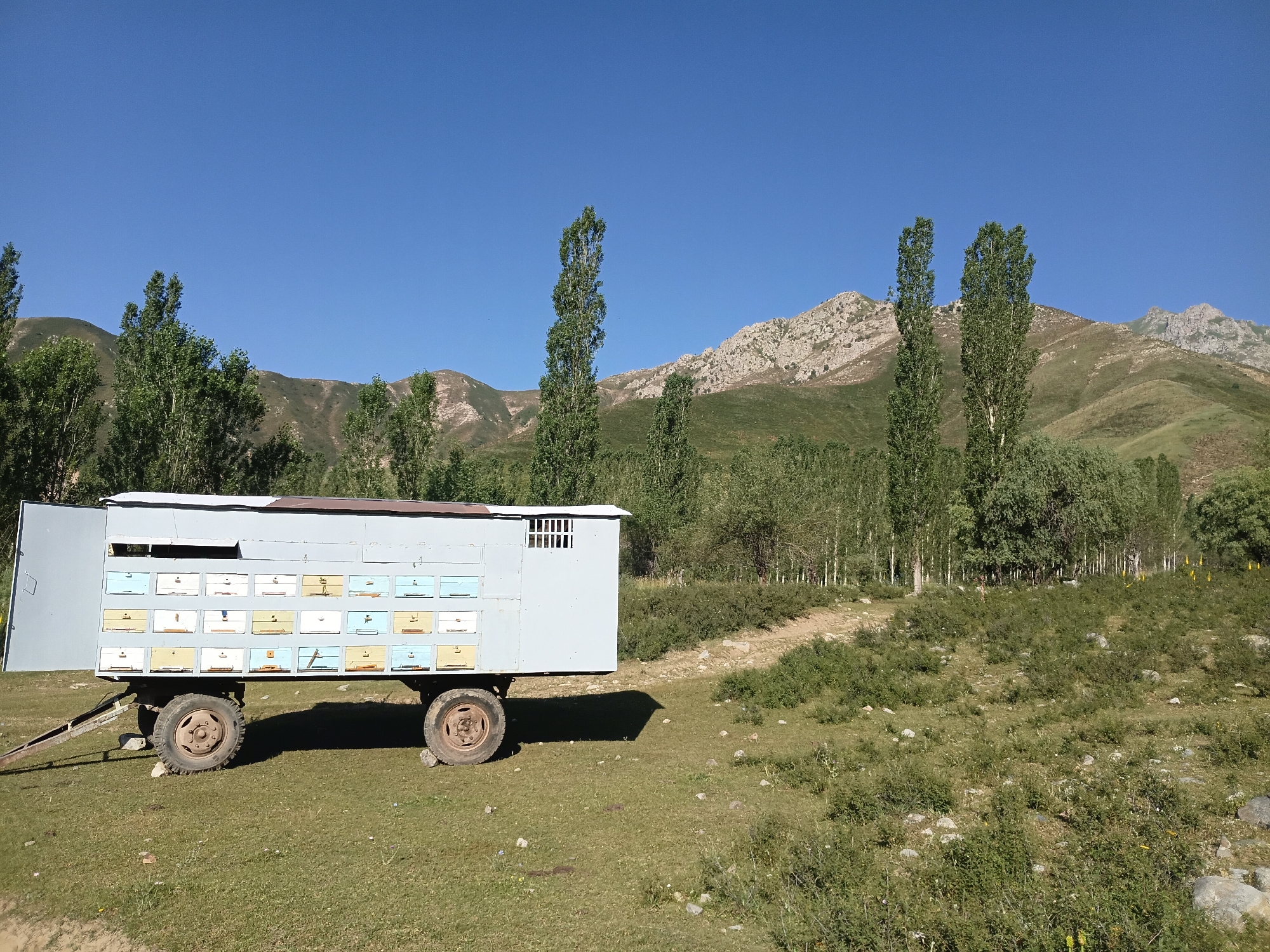 An outdoor, horizontal, eye-level, medium shot shows a trailer housing beehives in a rural mountainous landscape under a clear blue sky. The trailer, which is light grey, is positioned on the left side of the frame, with its wheels visible on the grassy ground. The side of the trailer features multiple rows of small, colorful boxes, likely beehives, with some being white, yellow, and light blue. There is a ramp attached to the front of the trailer. In the background, rolling green hills transition to rocky, barren mountains under the bright sun. A line of tall, slender trees stands in front of the mountains, and a dirt path winds through the grassy terrain. The scene appears to be in Kalaynay, Tajikistan, a location characterized by its mountainous terrain and agricultural activities.