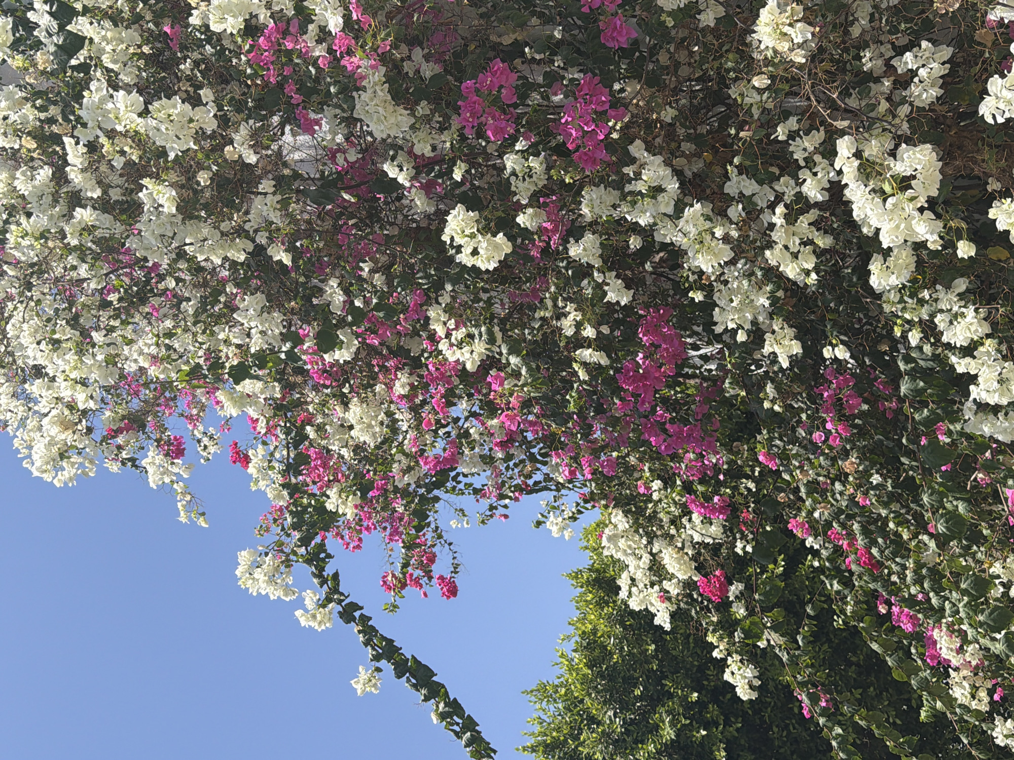 A vibrant bougainvillea bush, adorned with abundant clusters of white and pink blossoms, climbs against a clear blue sky. The lush green foliage of trees forms a backdrop on the left side of the frame. A dark green vine with heart-shaped leaves snakes diagonally across the upper left portion of the image. The bougainvillea bush is dense and full, with flowers of varying shades of pink and pure white creating a striking visual contrast. The scene appears to be outdoors, possibly in a garden or along a building facade in Sharm El Sheikh, Egypt, given the clear sky and the tropical nature of the plant. No people or specific structures are clearly visible beyond the plant life and the sky.