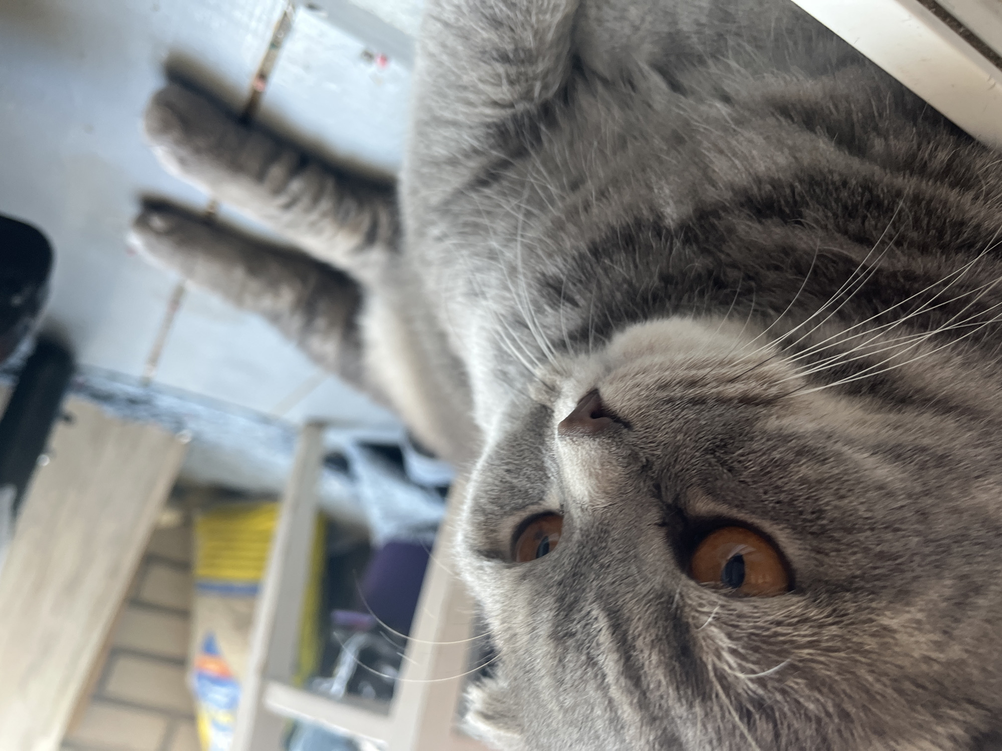 A close-up, slightly rotated image depicts a gray tabby cat with amber-colored eyes, its nose centered in the frame. The cat's paws extend towards the upper left of the image, with a tiled surface visible behind them. The background reveals glimpses of a white structure, potentially part of a building interior, and a yellow object. The image does not provide any information to confirm its location within the city of Chaikovsky, Russia.