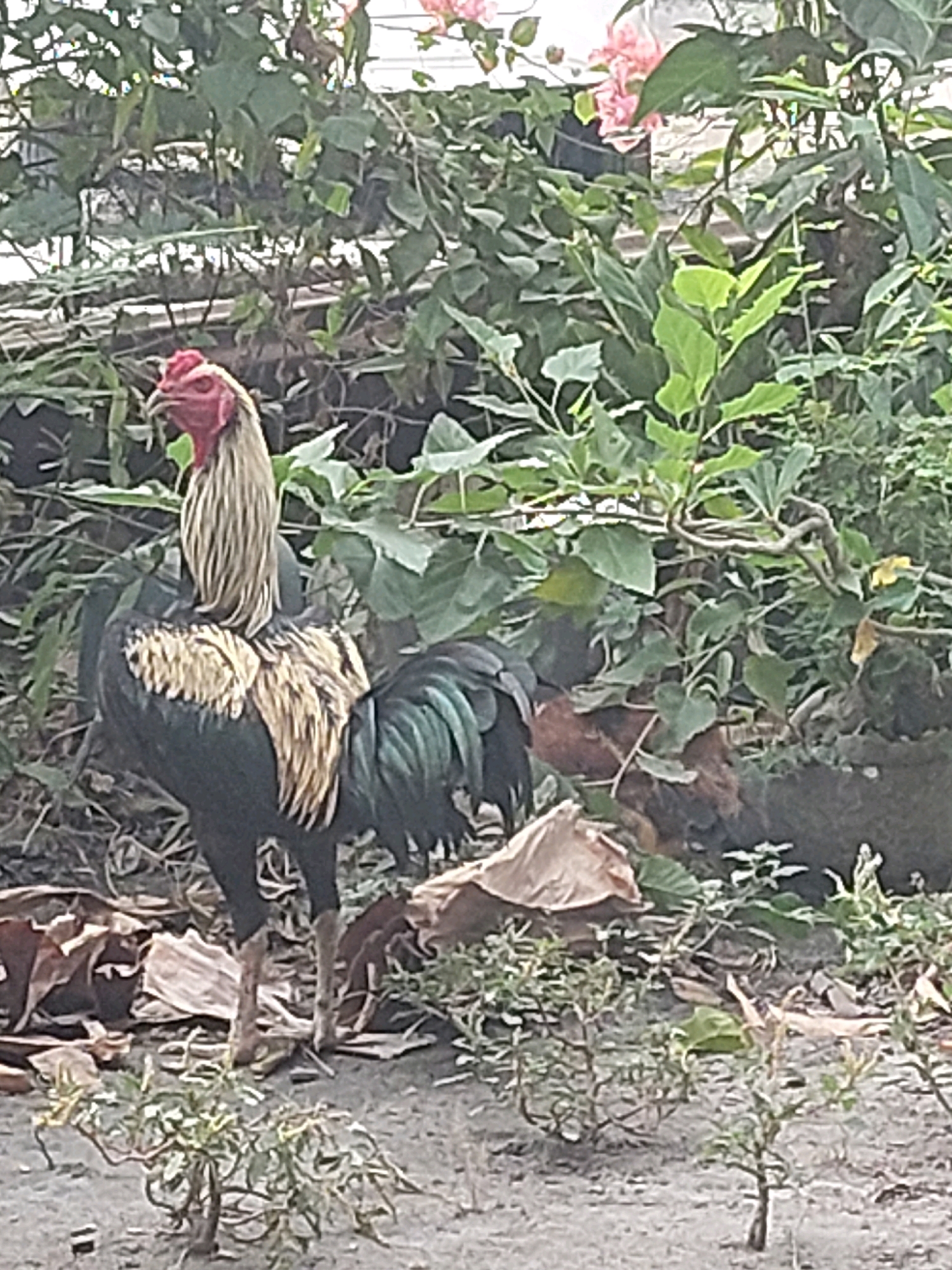 A rooster stands in the foreground of a lush, green environment, likely a garden or yard, in Sarangan, Indonesia. The rooster, a prominent subject, is dark-colored with iridescent green tail feathers and a striking red comb. Its neck is adorned with long, golden-brown feathers, and it stands on two legs with visible talons. Behind the rooster, dense foliage of various shades of green creates a natural backdrop. Some of the leaves are broad and vibrant, while others are smaller and more delicate, forming a textured canopy. Intertwined vines add to the wild, untamed feel of the scene. In the background, a few pale pink flowers add a touch of color to the verdant surroundings. The ground beneath the rooster appears to be a mixture of soil, fallen leaves, and dried plant matter, suggesting an outdoor setting. The overall impression is one of natural beauty and the presence of farm animals in a rural Indonesian landscape.