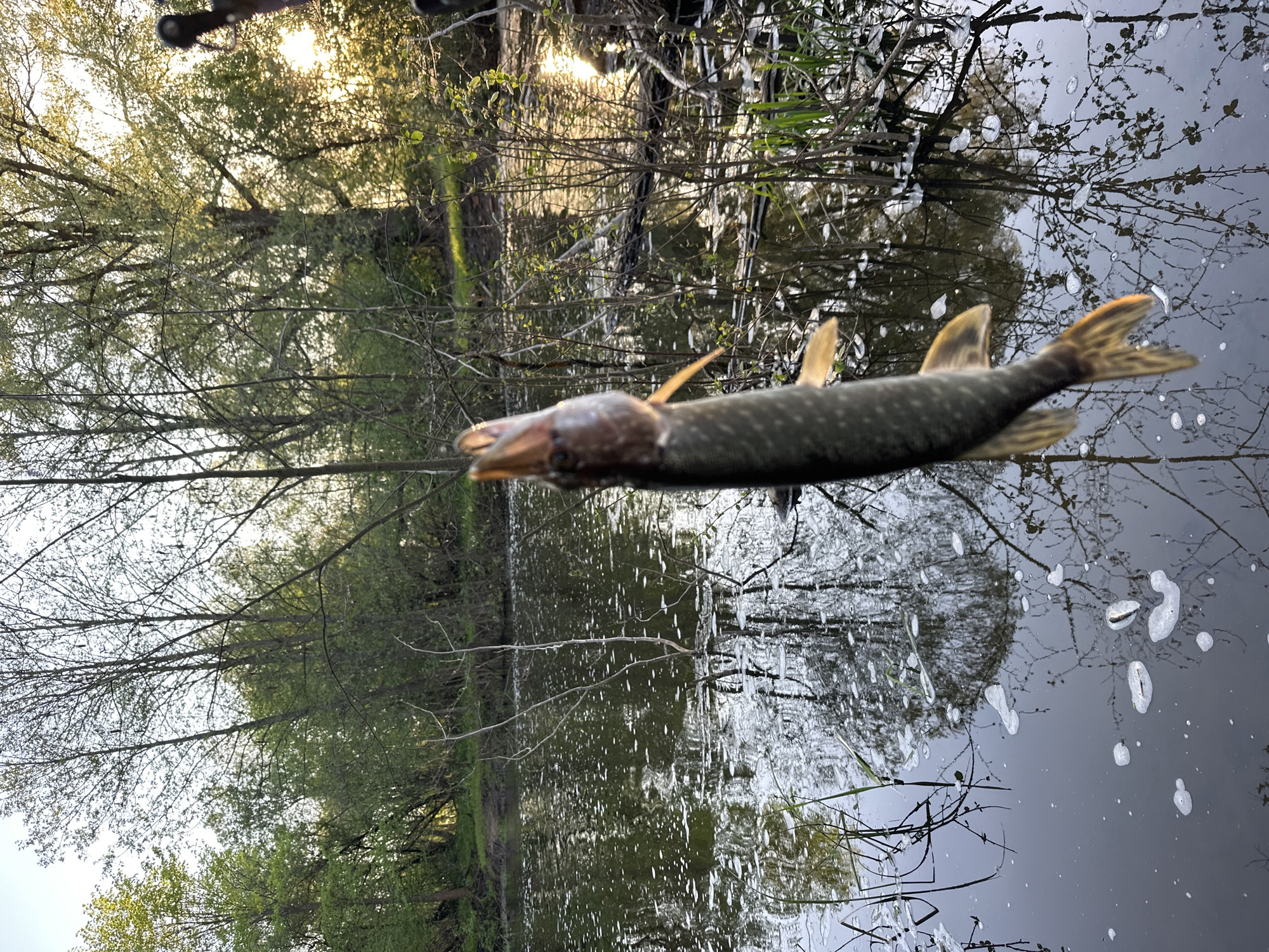 The image depicts a northern pike fish suspended mid-air, likely held by a fishing line or pole just out of frame. The backdrop is a dense riparian environment with trees reflected in the water. The location appears to be a slow-moving river or pond surrounded by deciduous trees with budding leaves, indicative of spring. There are no people visible in the frame. The image is taken at a low angle, placing the fish in the foreground against the background of water and trees. The scene suggests a fishing activity in a natural, watery location. I am unable to determine if the location is in the city of Al'nyash, Russia.