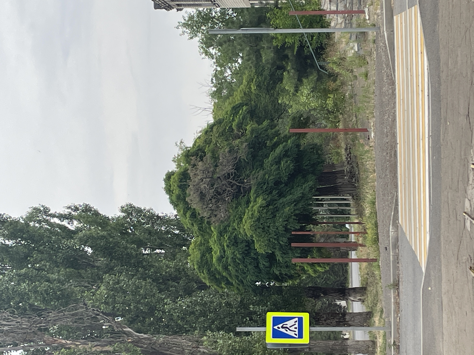 The image depicts a street scene in Manhush, Ukraine, with a pedestrian crossing prominently in the foreground. The crossing is marked by alternating white and yellow stripes on the asphalt. To the left of the crossing, a blue square traffic sign with a white pedestrian symbol is mounted on a pole. Beyond the crossing, a sidewalk is visible, bordered by a strip of dry grass and weeds. Several tall, thin, reddish-brown posts are spaced out in the background, potentially marking a boundary or under construction. A large, dense green tree with a somewhat gnarled and dry upper section dominates the mid-ground. Several other trees of varying sizes and foliage density are visible behind this central tree, suggesting a green, somewhat overgrown area. To the far right, part of a building with a stone facade and a section of lighter colored material is visible, along with another metal pole. The sky is overcast and a pale gray. The overall impression is of a somewhat neglected urban or semi-urban environment under cloudy skies.