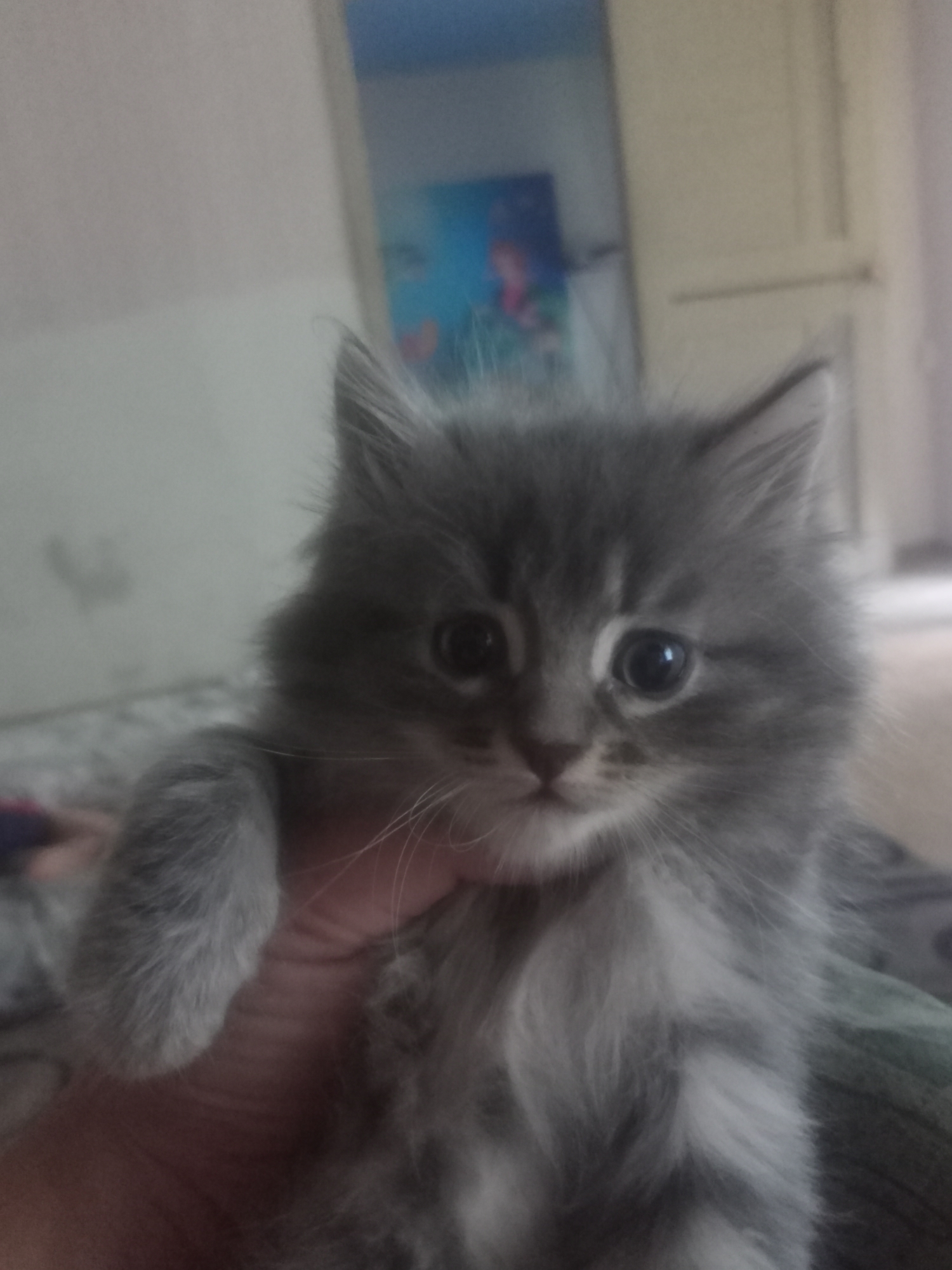 A fluffy, grey kitten is being held by a hand. The kitten has large, dark eyes and a pink nose. It is looking directly at the camera. The background is blurry and appears to be an indoor setting with a wall and a closet. There is no visible indication of the city of Miass, Russia in the image.