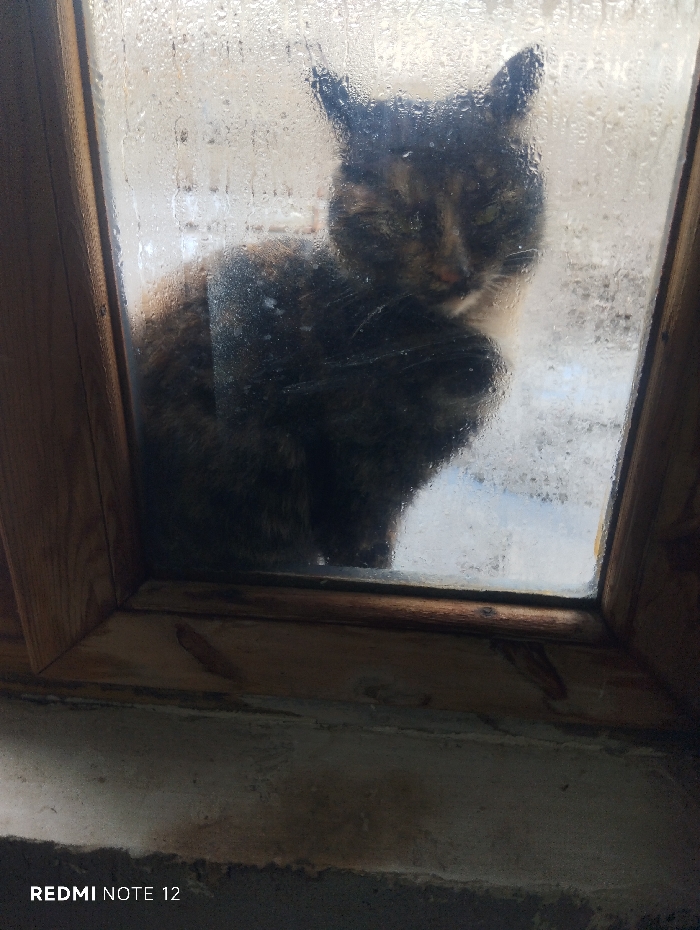 A tortoiseshell cat sits framed within a window pane, its fur a mix of dark browns, blacks, and hints of orange. The glass is fogged with moisture, obscuring the view beyond. The cat looks directly at the viewer. The window frame is wooden and aged, while the windowsill below is concrete. "REMI NOTE 12" is visible in the bottom left corner of the image.