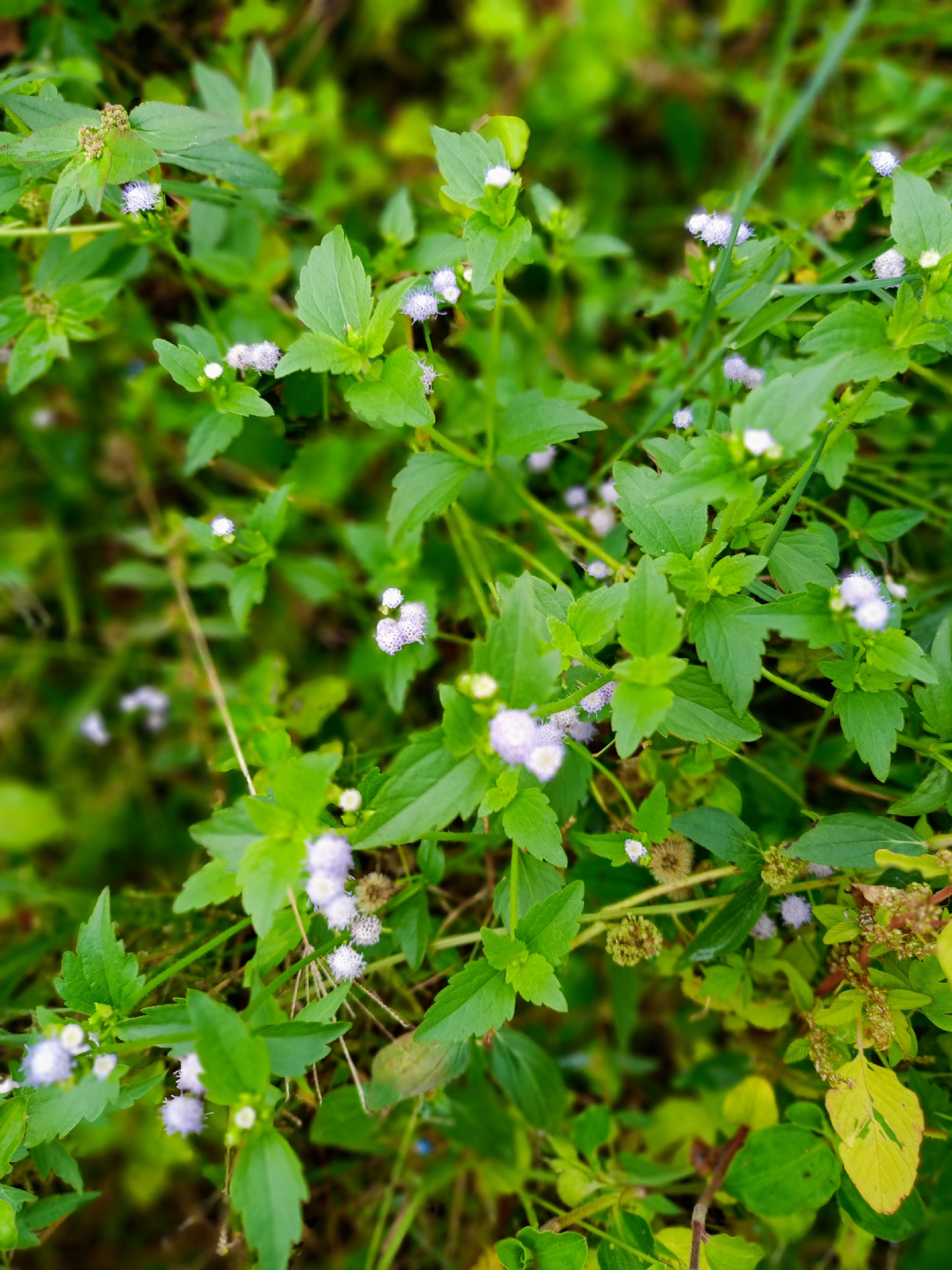 The image shows a patch of green plants with small white and light purple flowers. The leaves are primarily green and appear to be slightly serrated. Some of the plants show brown, seed-like structures. The background is blurred, suggesting a shallow depth of field. The plants are likely growing in a natural environment, possibly in the city of Uteunreutoh, Indonesia. No people, subjects, objects, actions, or interactions are visible.