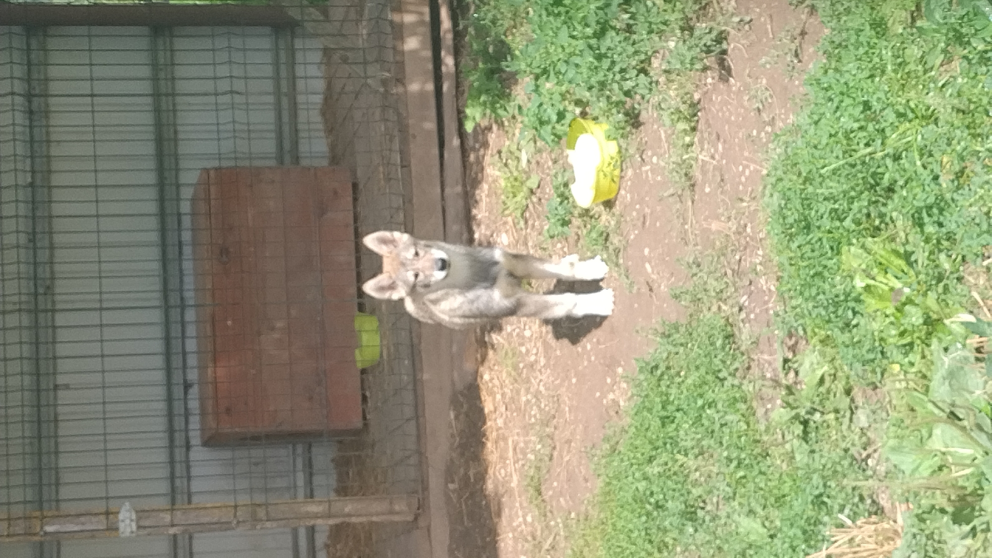 A young wolf stands in an outdoor enclosure in Kalnrozes, Latvia. The enclosure is made of wire mesh and has a wooden structure in the background, possibly a shelter. The ground is covered with dirt and some patches of grass. The wolf is light brown and gray with pointy ears and is looking directly at the camera. There is a yellow bowl with some white substance in it to the right of the wolf.