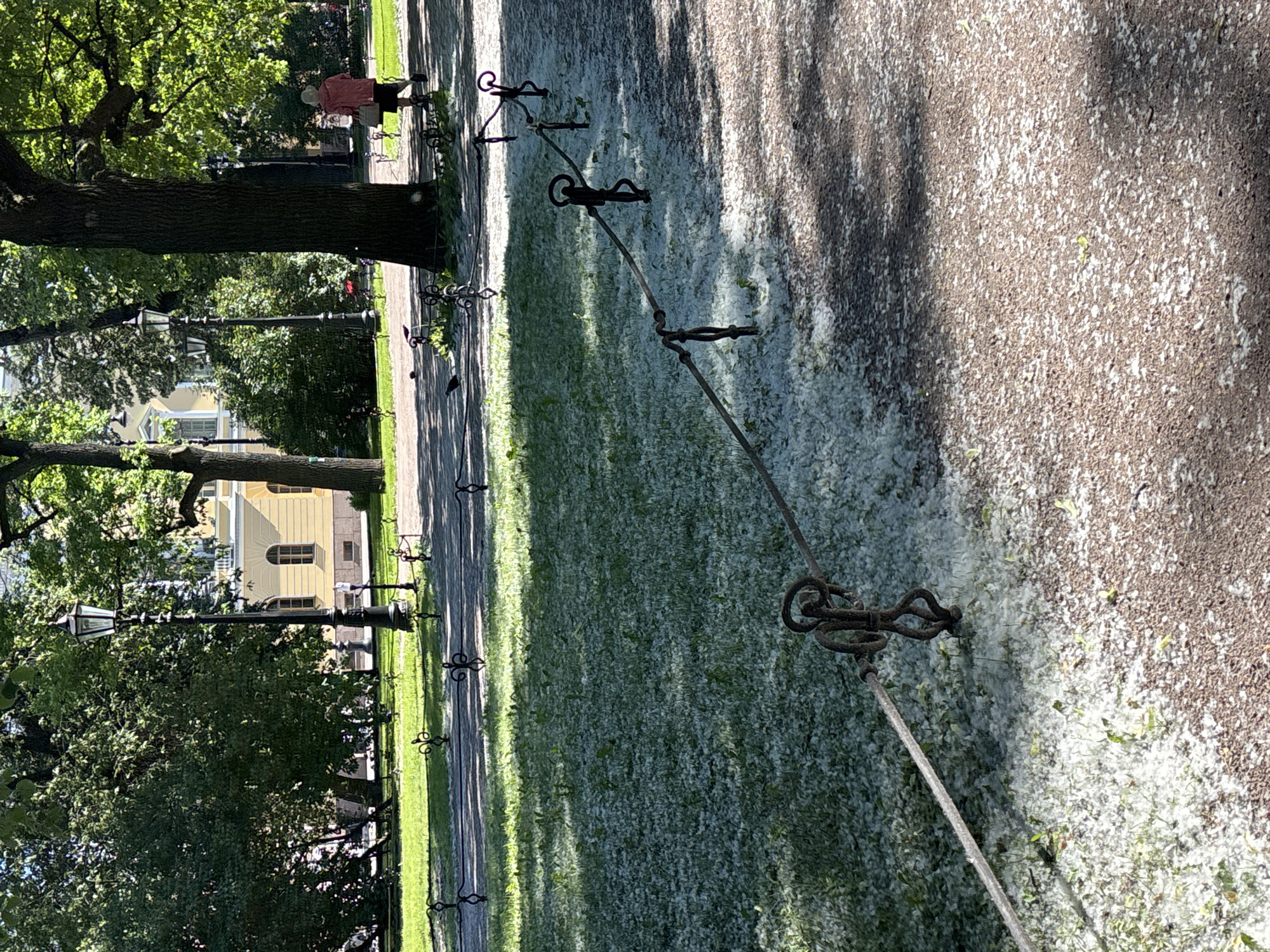 The image shows a park path and lawn in Saint Petersburg, Russia, during a period of poplar catkin shedding. The lawn is covered in a thick layer of white poplar fluff, and the brown gravel path also has a scattering of fluff. A rope barrier with decorative metal posts, shaped like small figures, runs diagonally across the scene. In the background, trees with green foliage provide shade, and a yellow building with arched windows can be seen. A person wearing a light-colored hat and a pink jacket is walking away from the camera on the path, carrying a bag. Pigeons are visible on the grass. The sunlight casts shadows on the ground, indicating it is a sunny day.